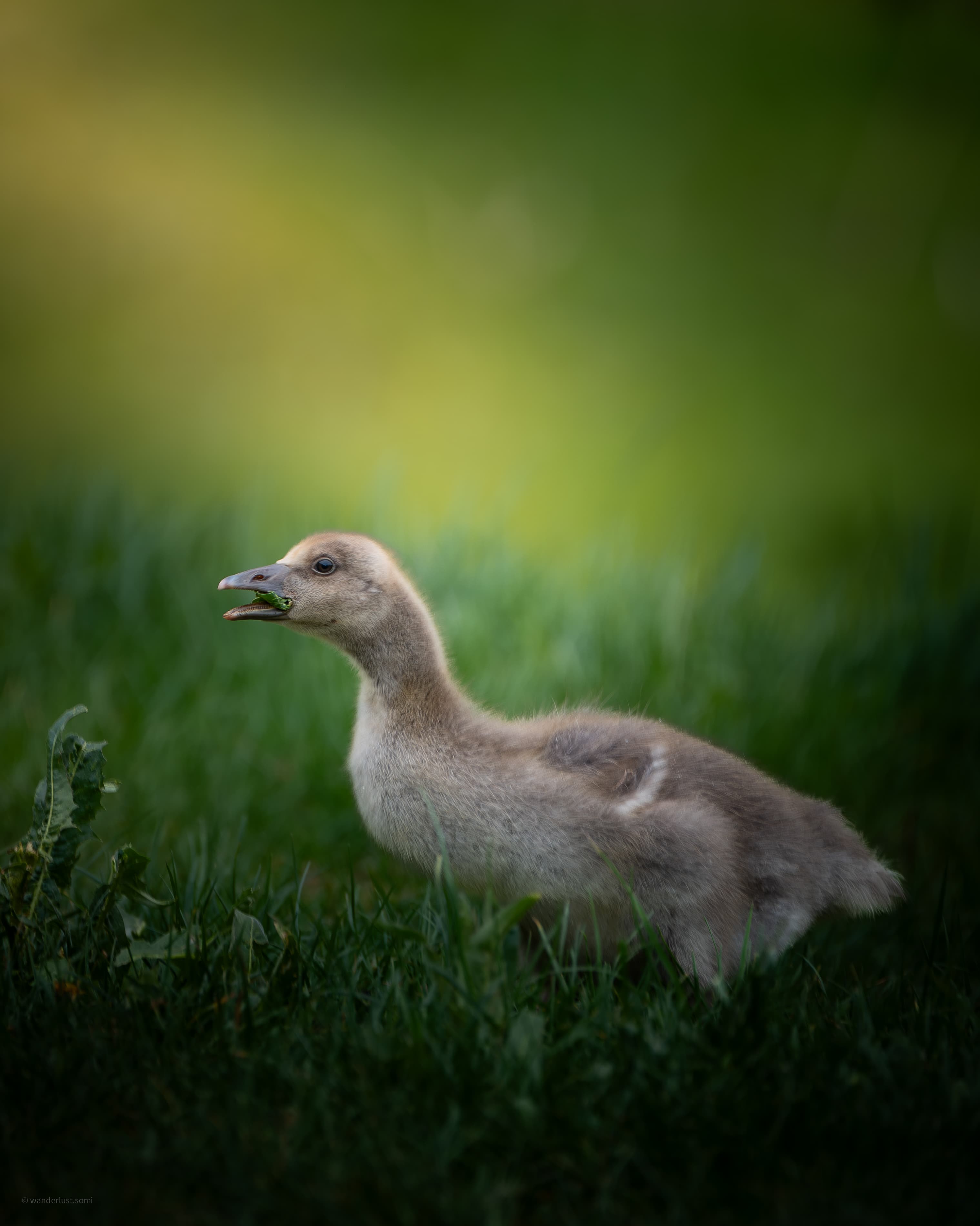 Baby Dino - a close-up wildlife photograph