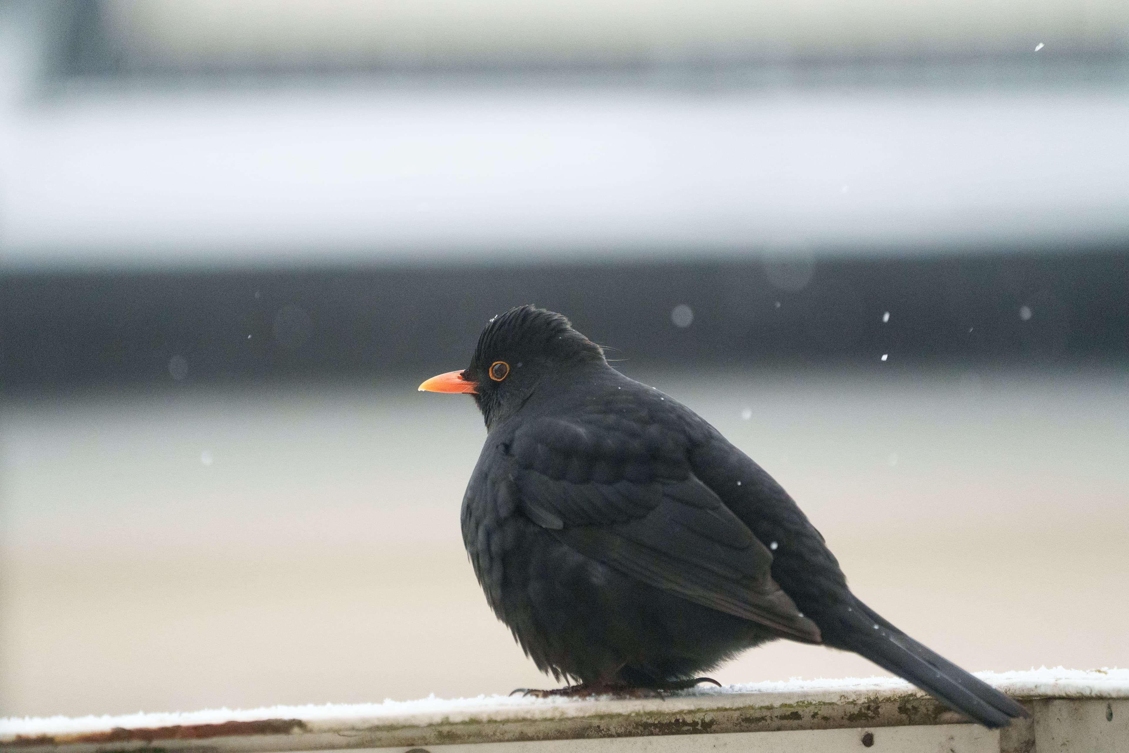Blackbird in Snowfall - a bird wildlife winter photograph