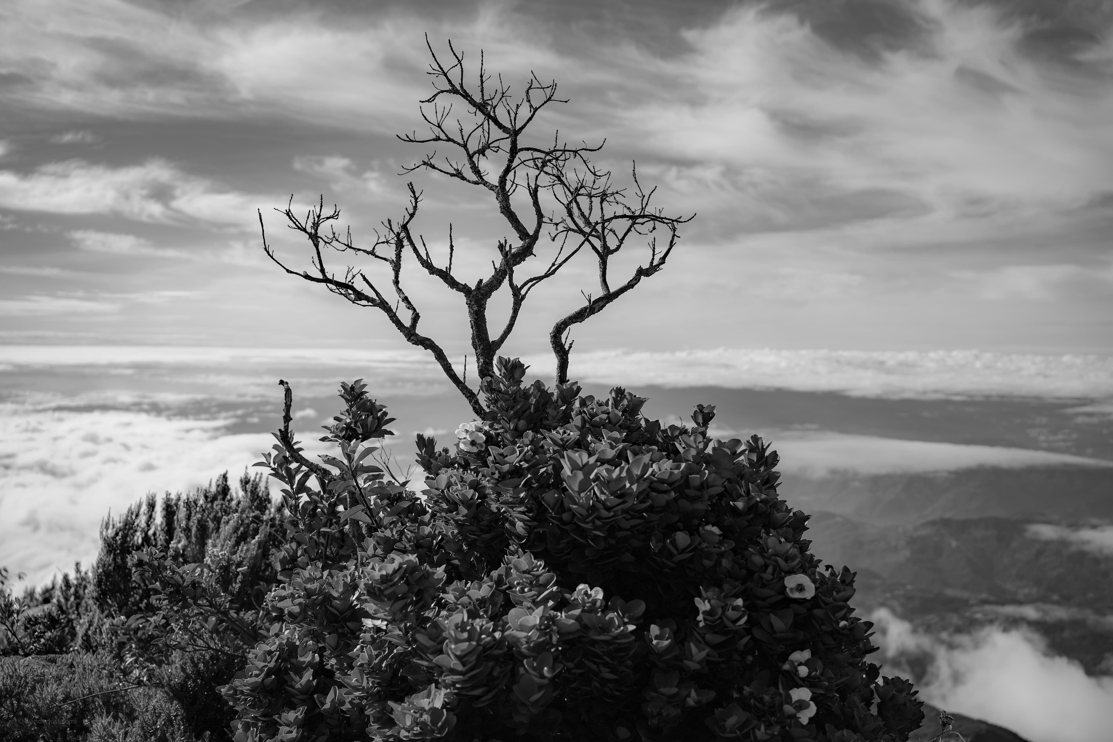 Beyond Horizons Dead Tree Standing - black and white nature photograph