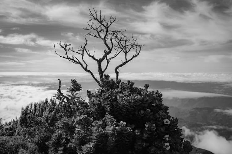 Beyond Horizons Dead Tree Standing BW