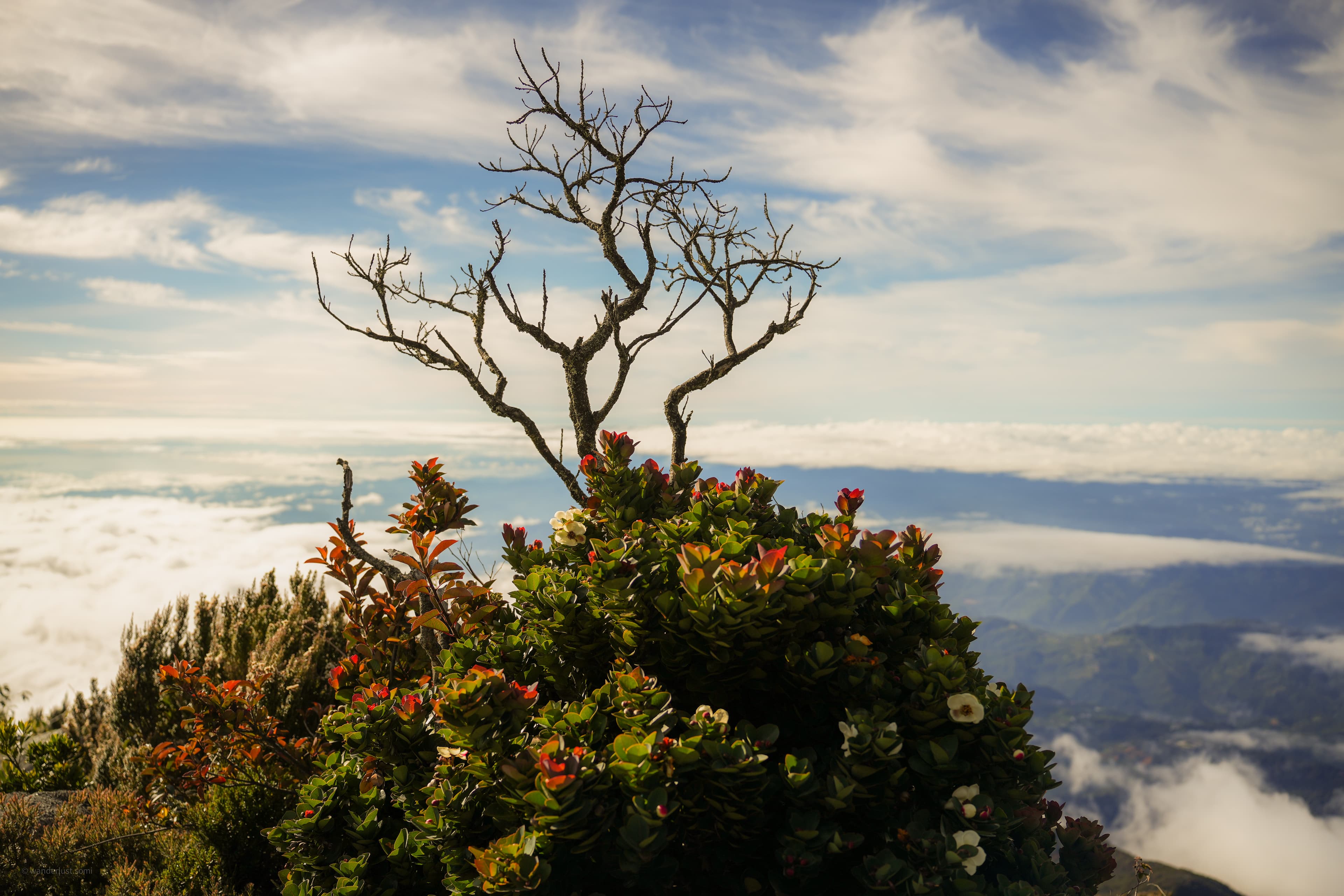 Beyond Horizons Dead Tree Standing - nature landscape photograph