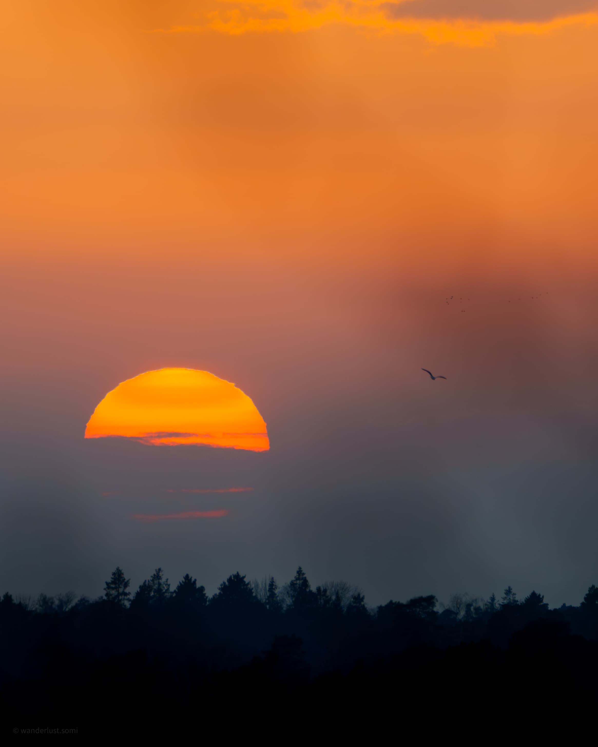 Birds Returning Home at Sunset - a wildlife landscape photograph