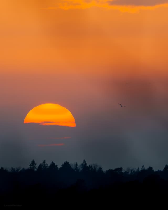 Birds Returning Home at Sunset
