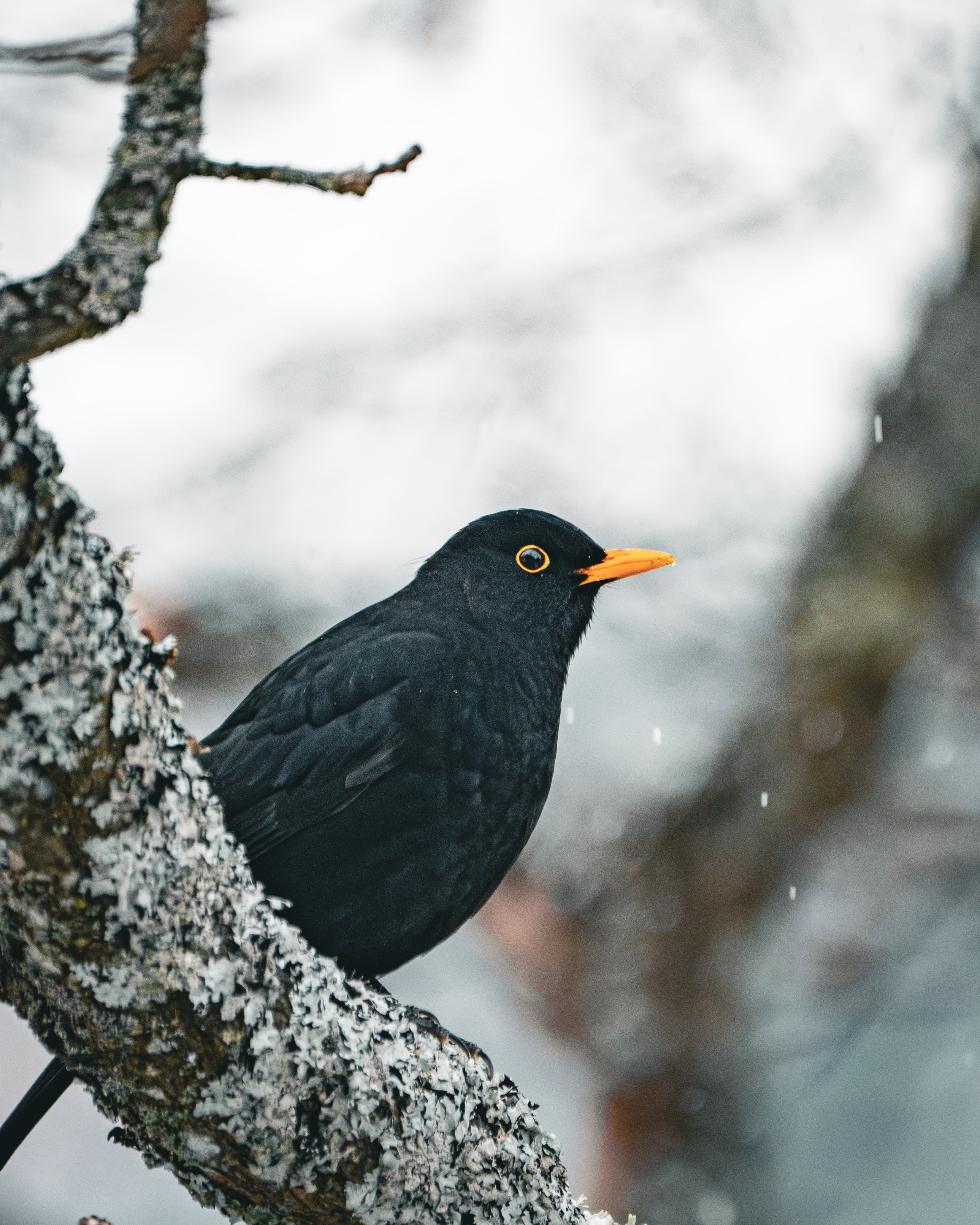 Blackbird on Perch - a bird wildlife photograph