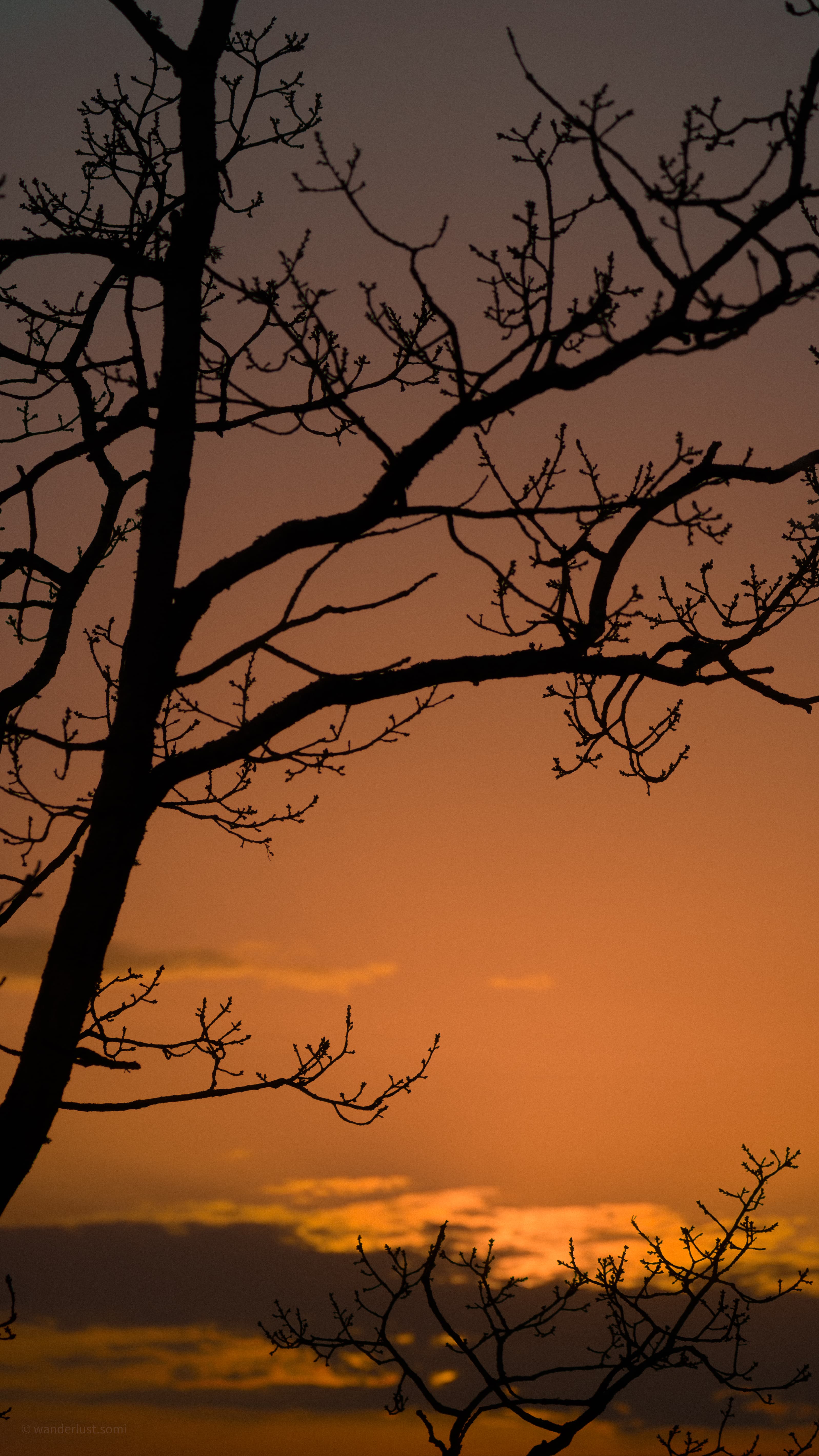 Branches in Sunset - a nature silhouette photograph