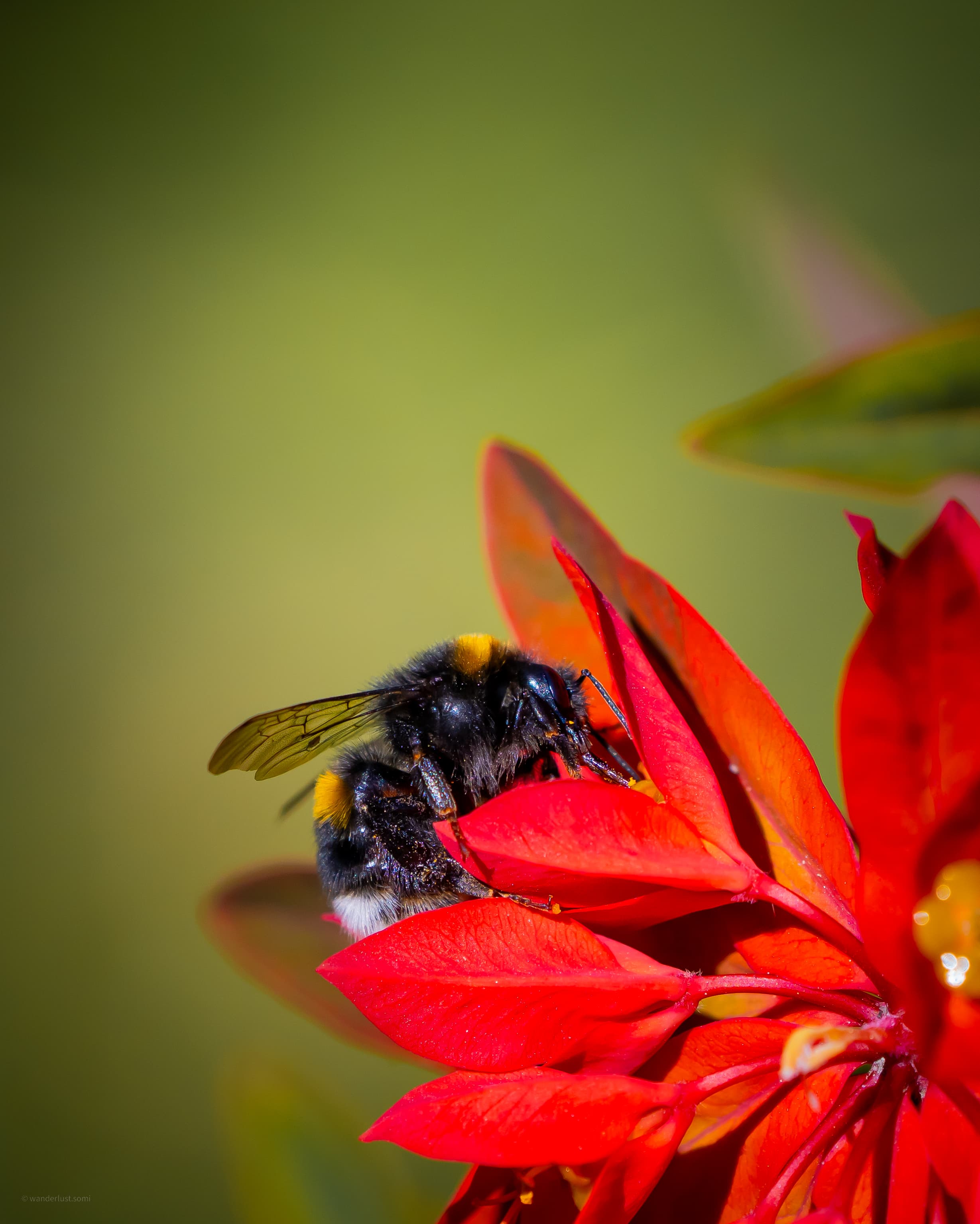 Bumblebee - a macro insect photograph