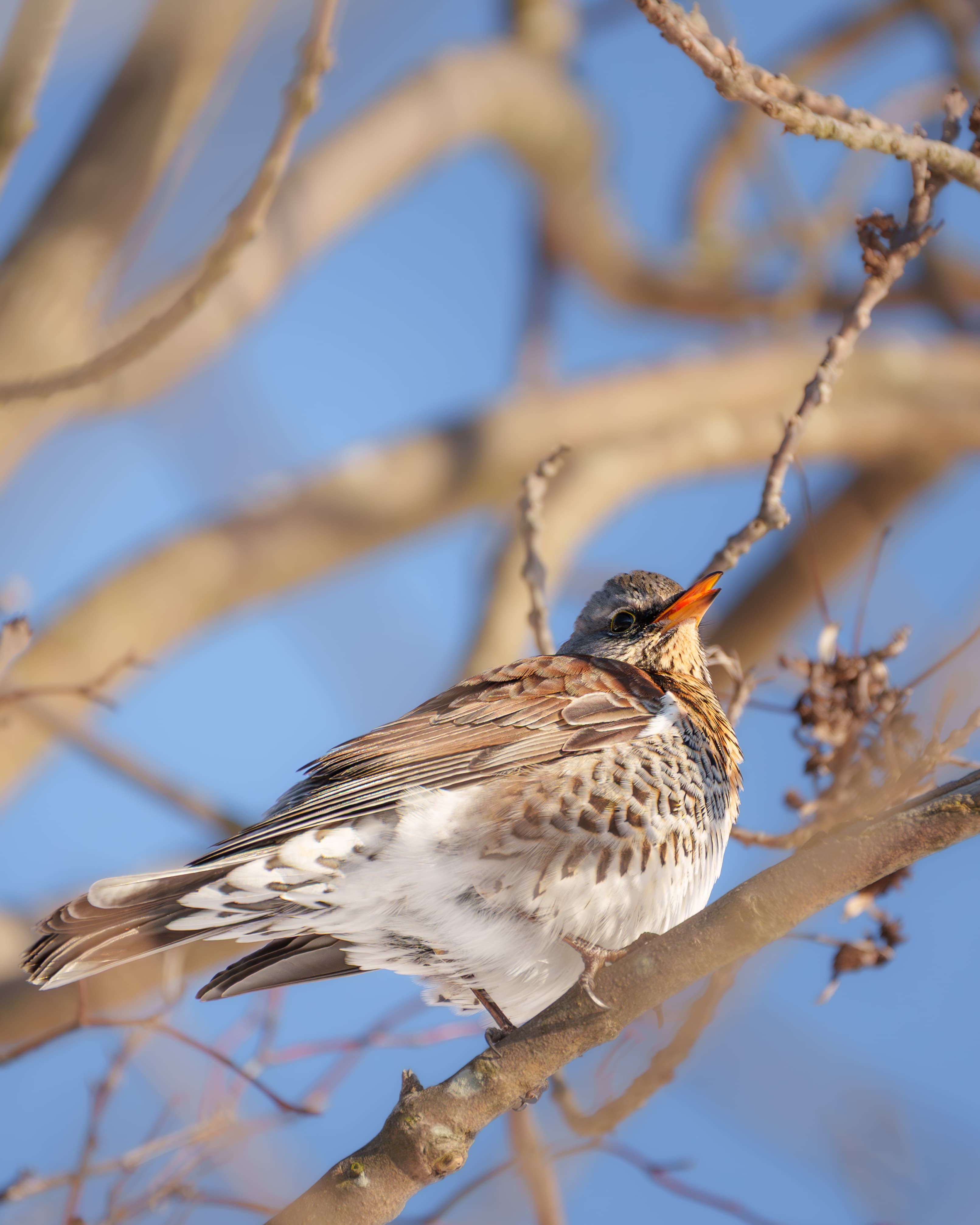 Fieldfare Yawns - a bird wildlife photograph