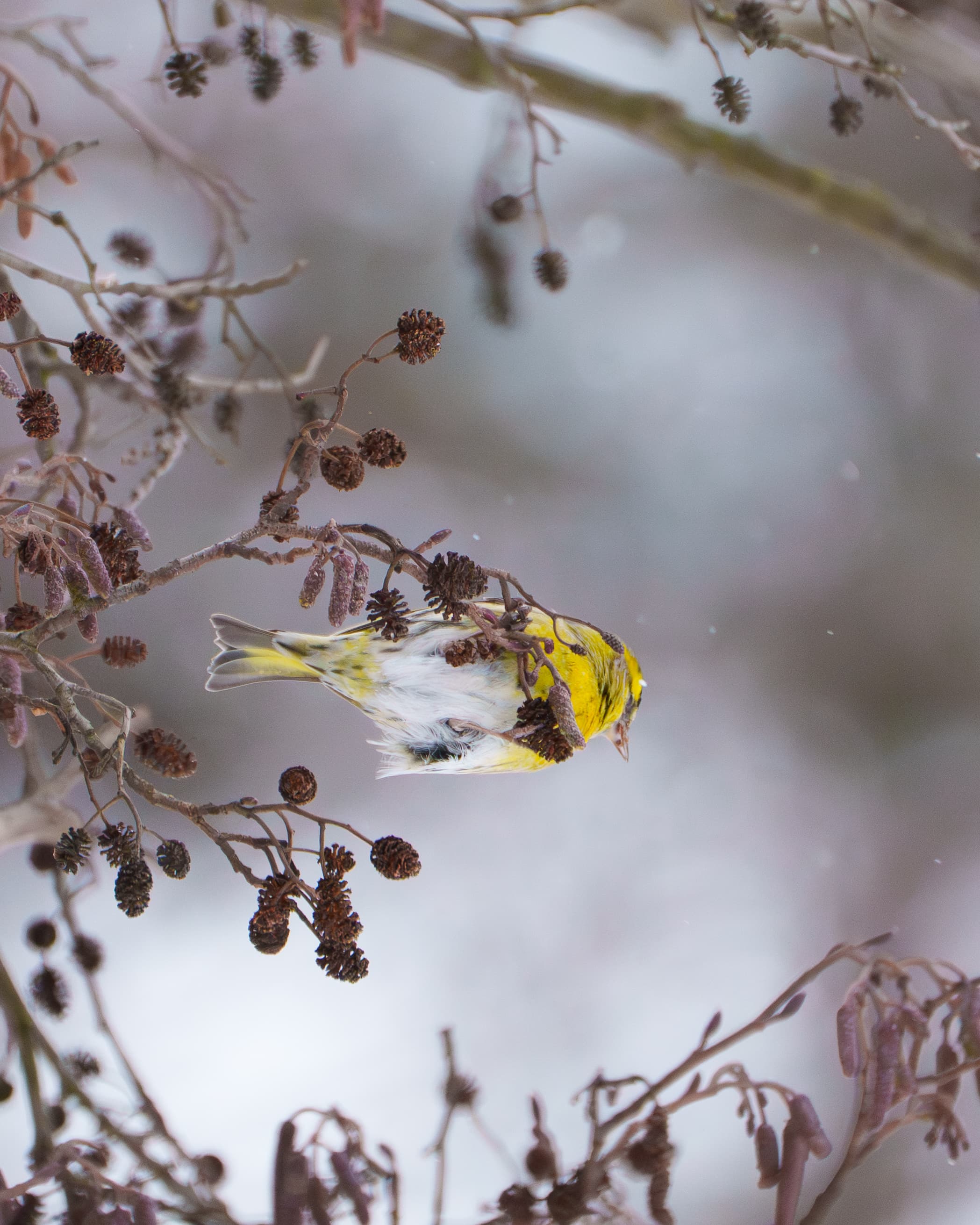 Finch - a bird wildlife photograph