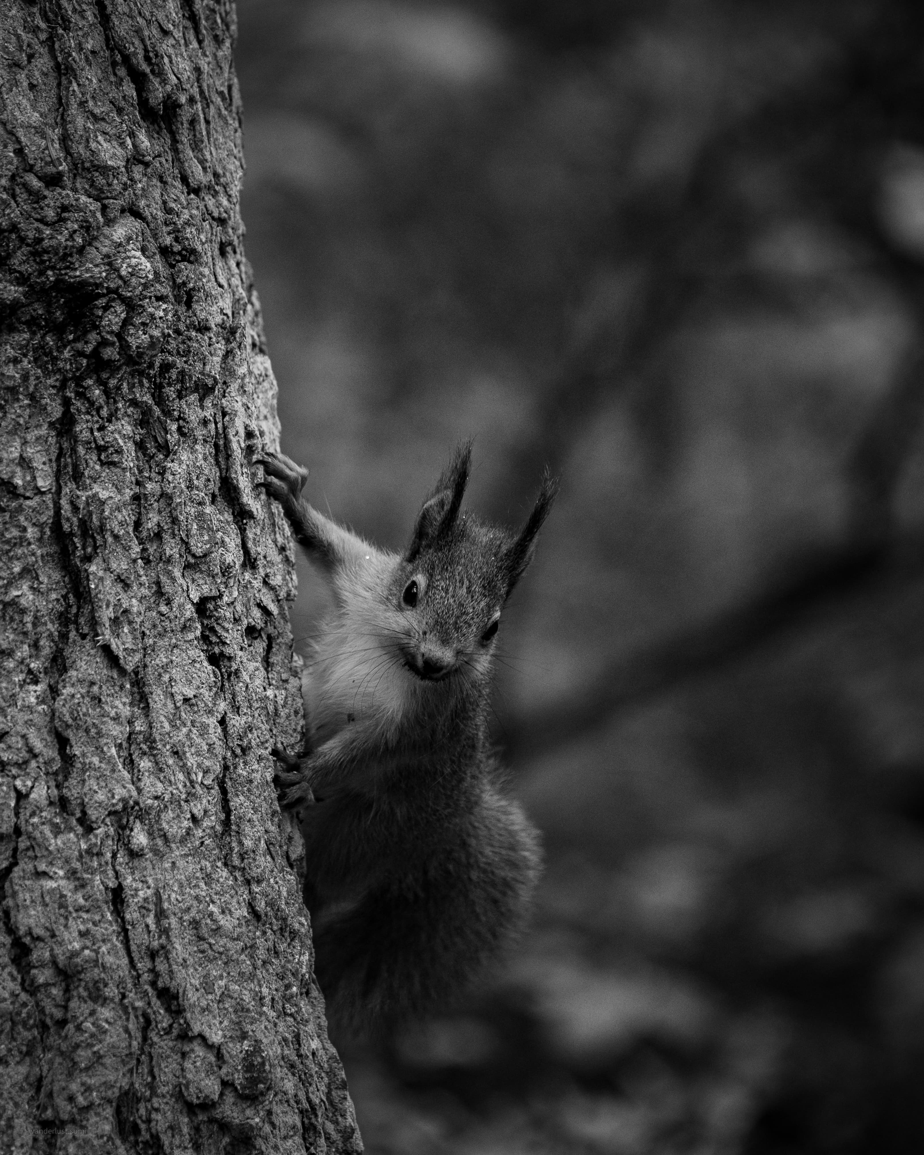 Furry Ears - a close-up animal photograph