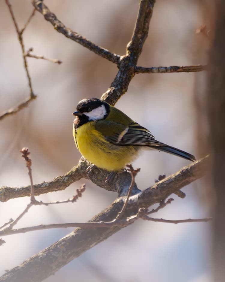 Great Great Tit