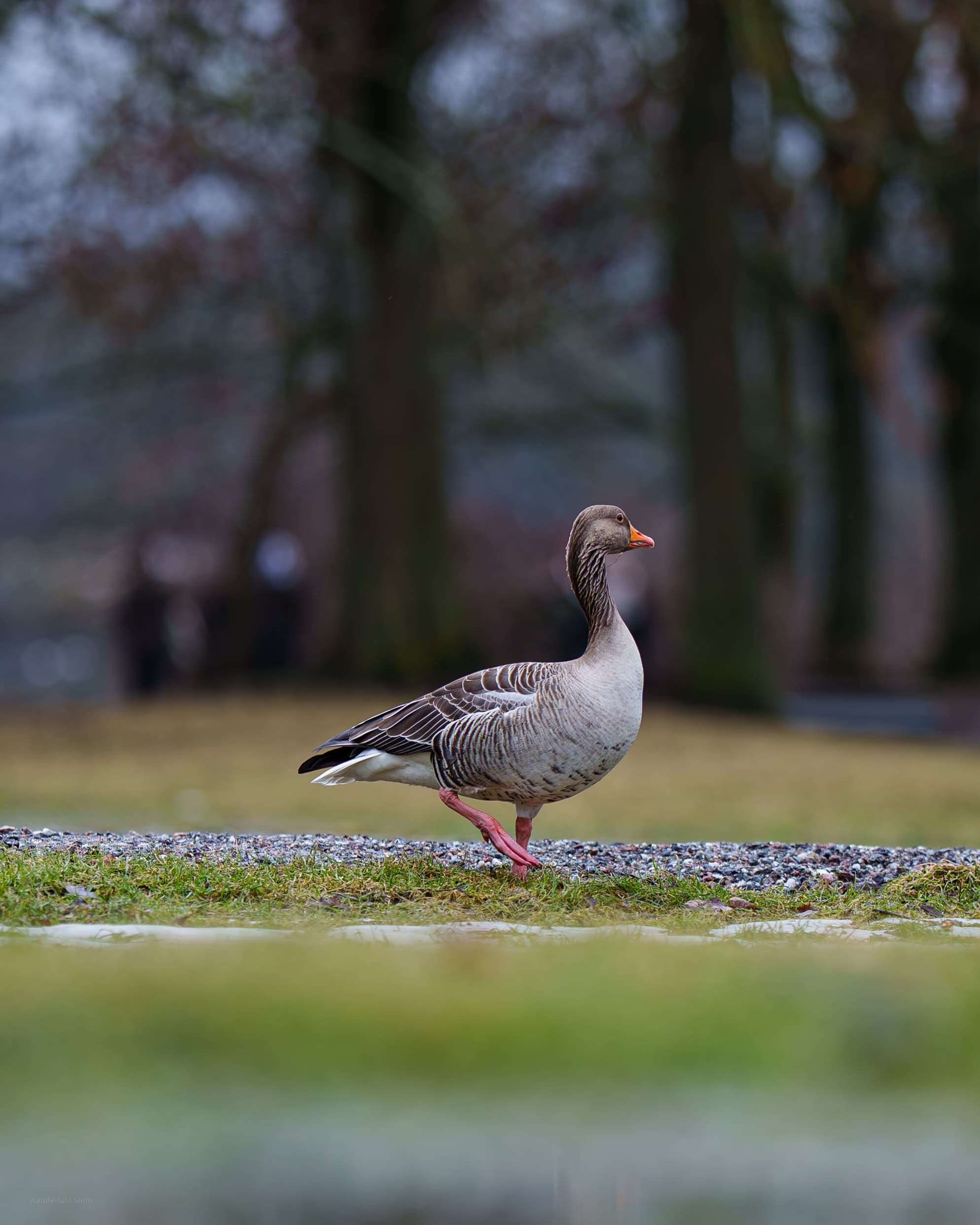 Greylag King - a bird wildlife photograph