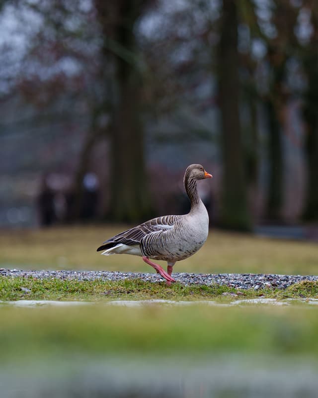 Greylag King