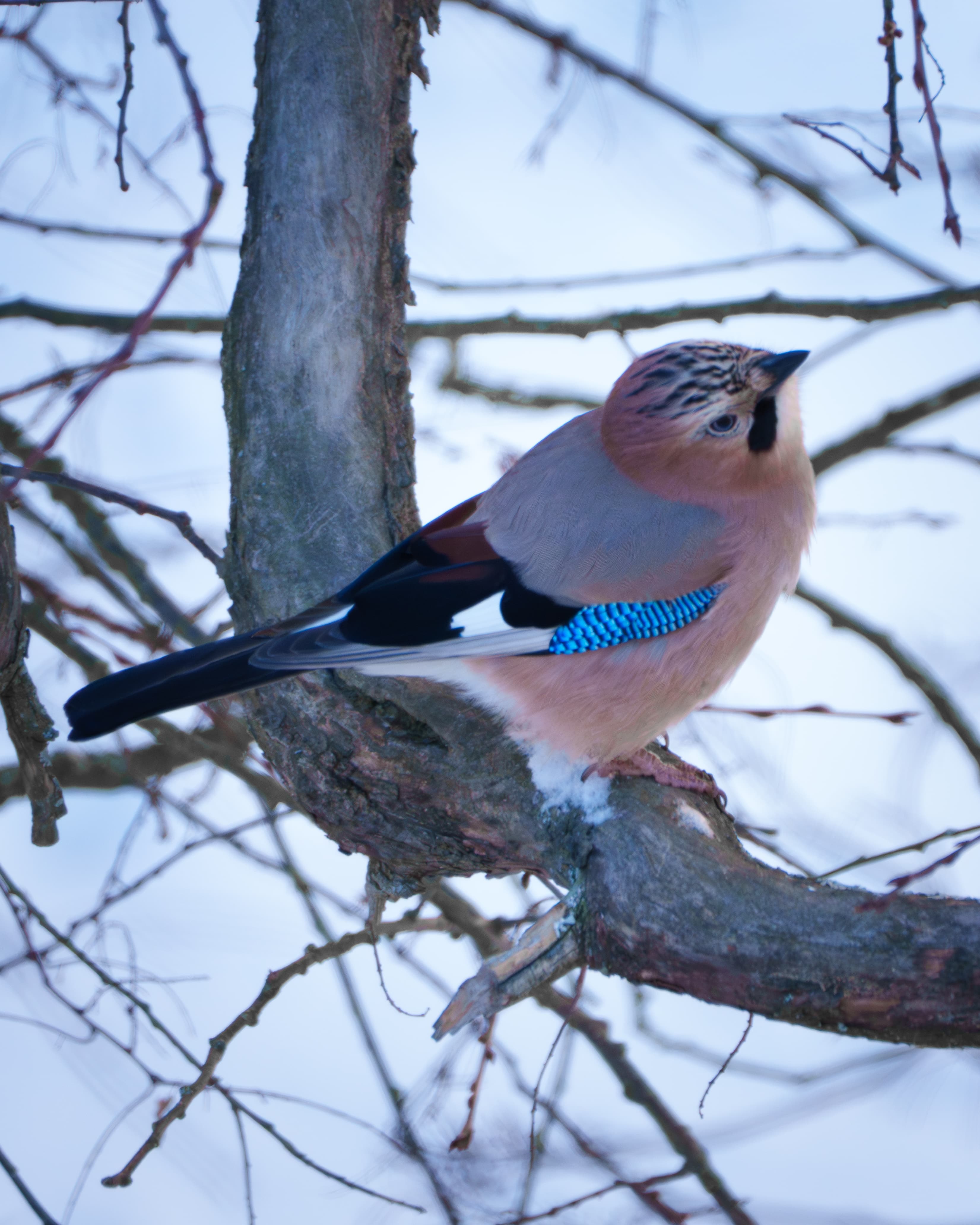 Hey Jay - a bird wildlife photograph