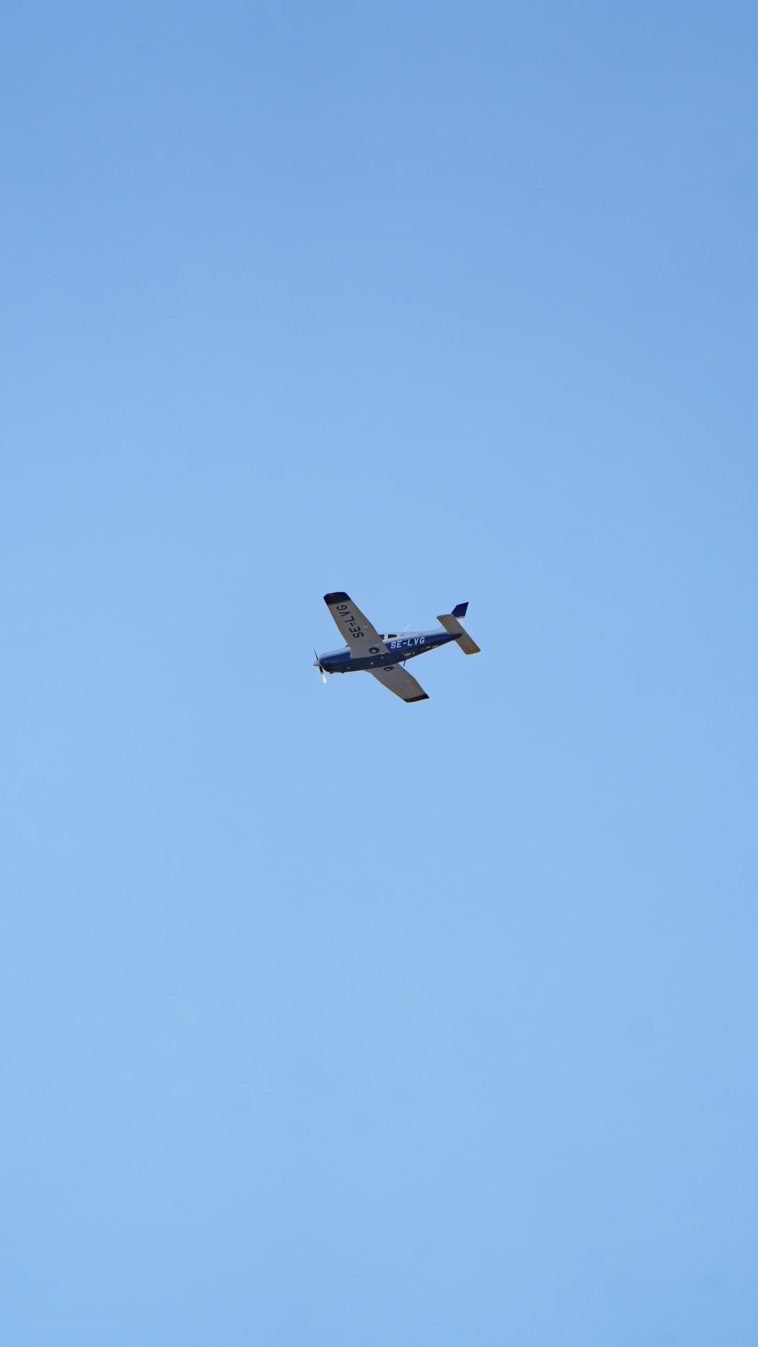 Hopper - a macro insect wildlife photograph