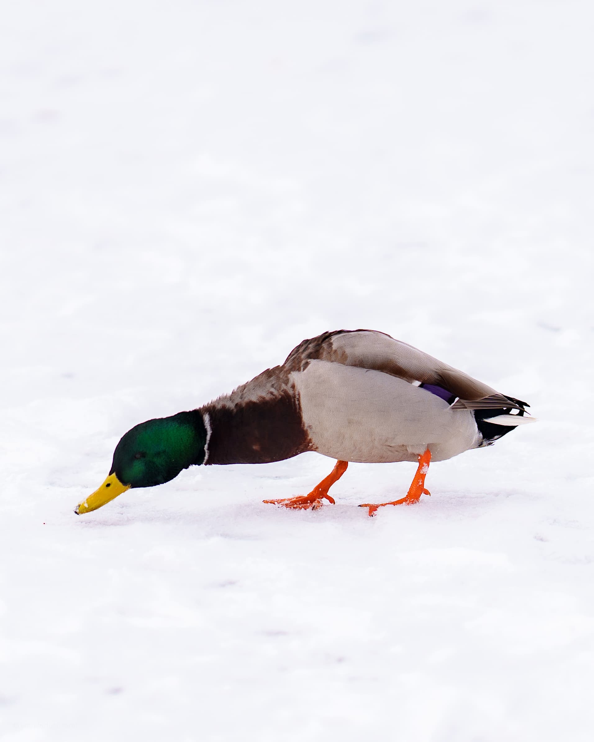 Iceskating Mallard - a bird wildlife winter photograph