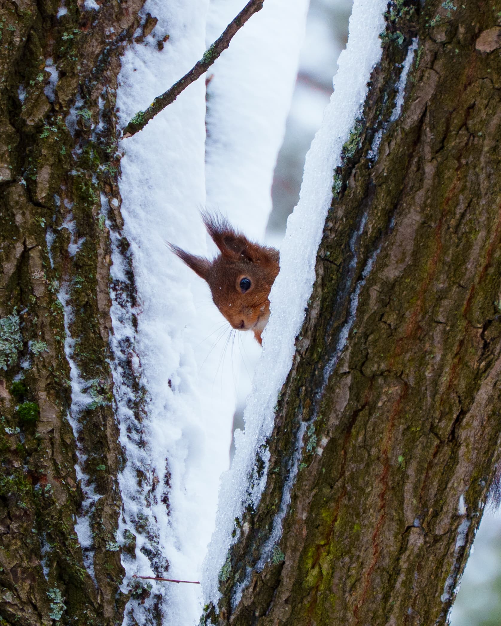 Lovely Red Squirrel - a wildlife animal portrait photograph