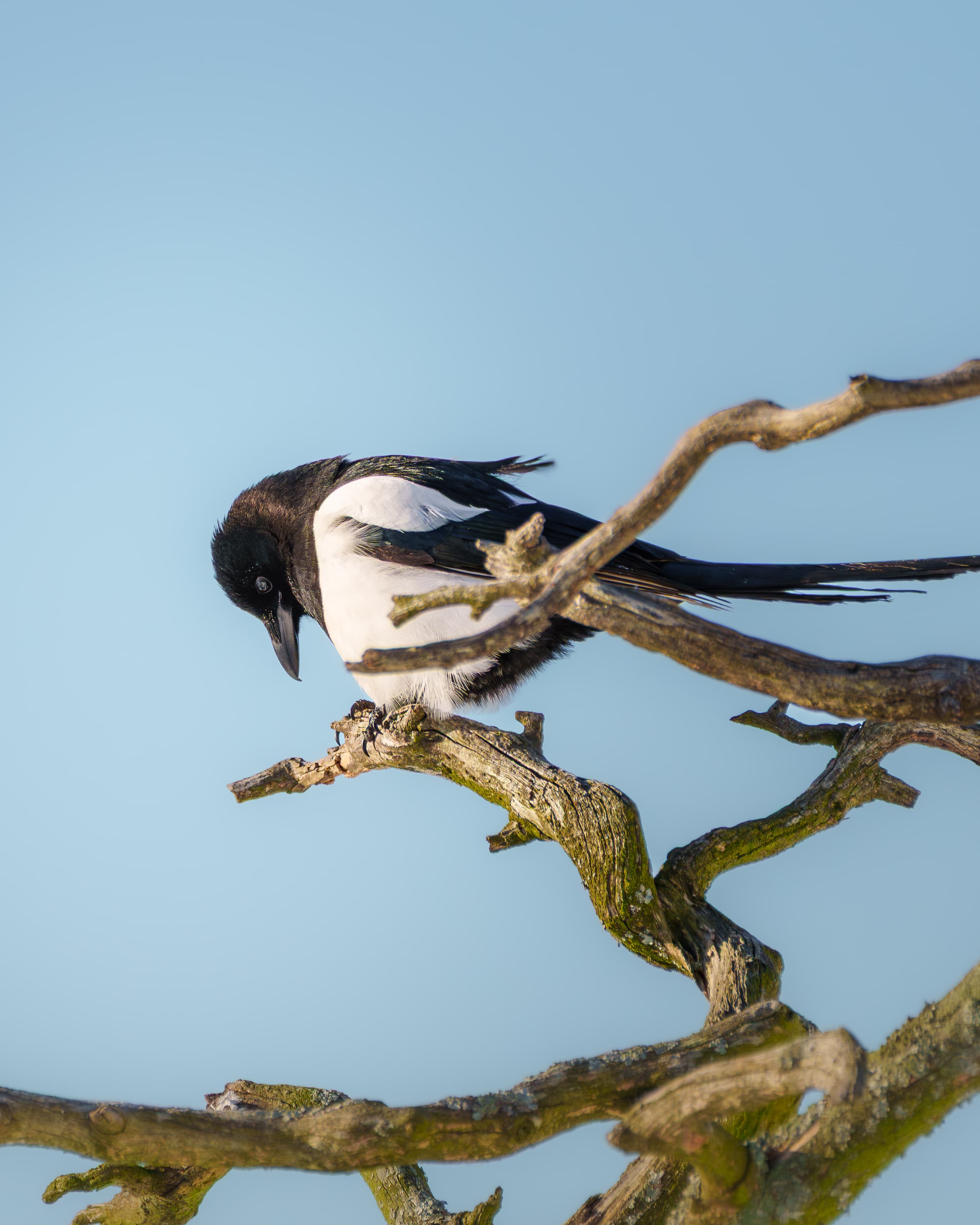 Magpie Sleepypie - a bird wildlife photograph