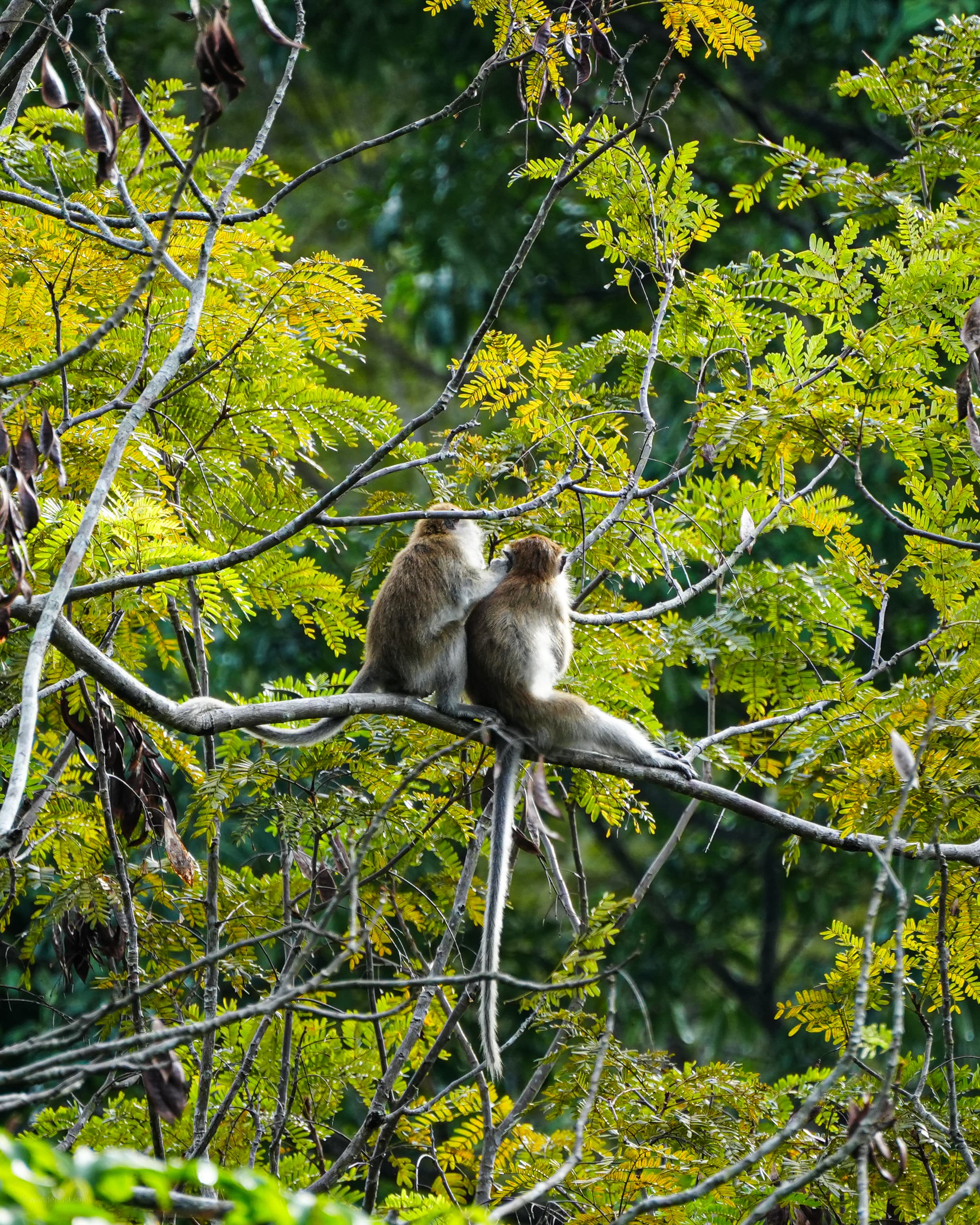 Morning Rituals - a nature and wildlife photograph