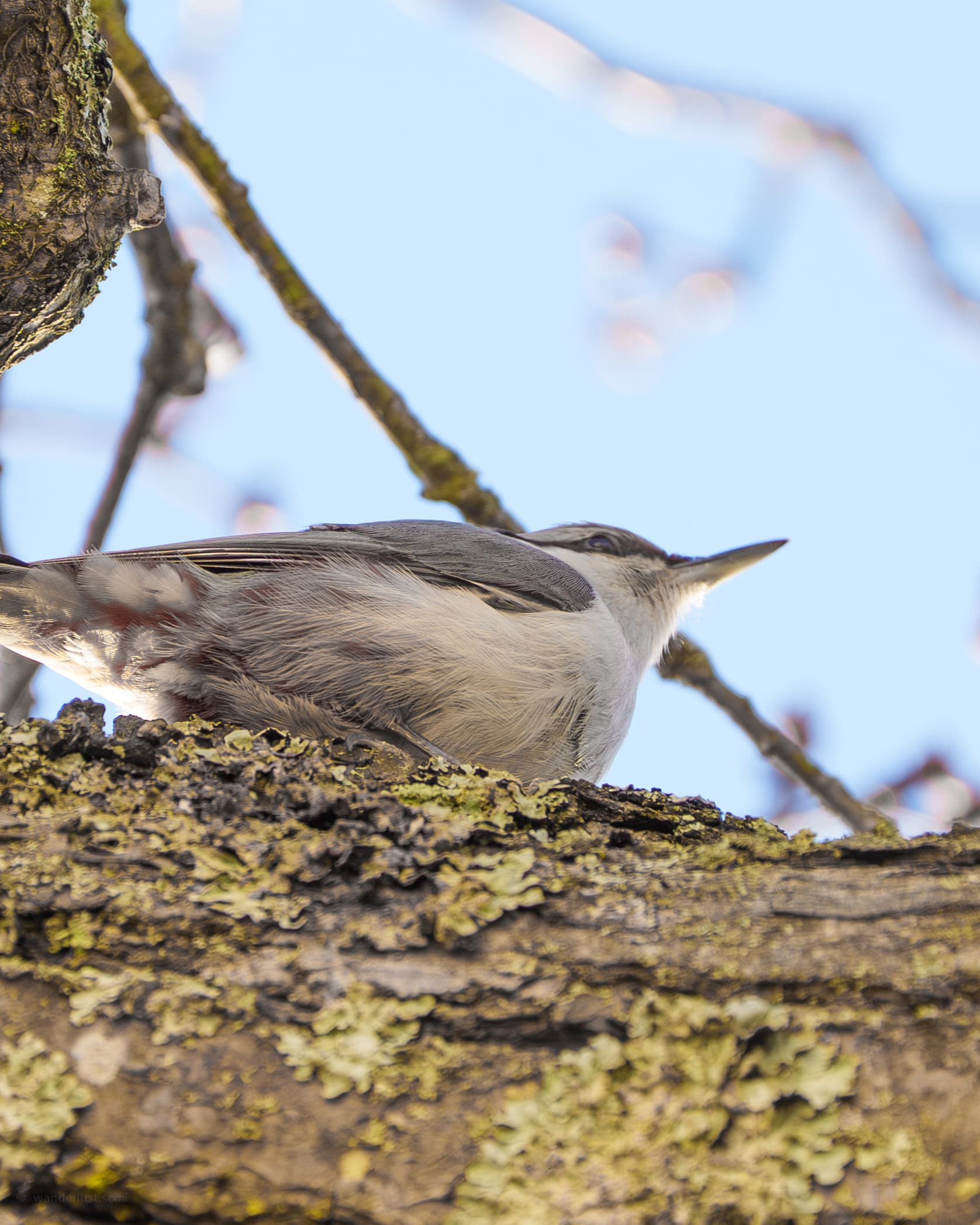 Nuthatch - a bird wildlife photograph