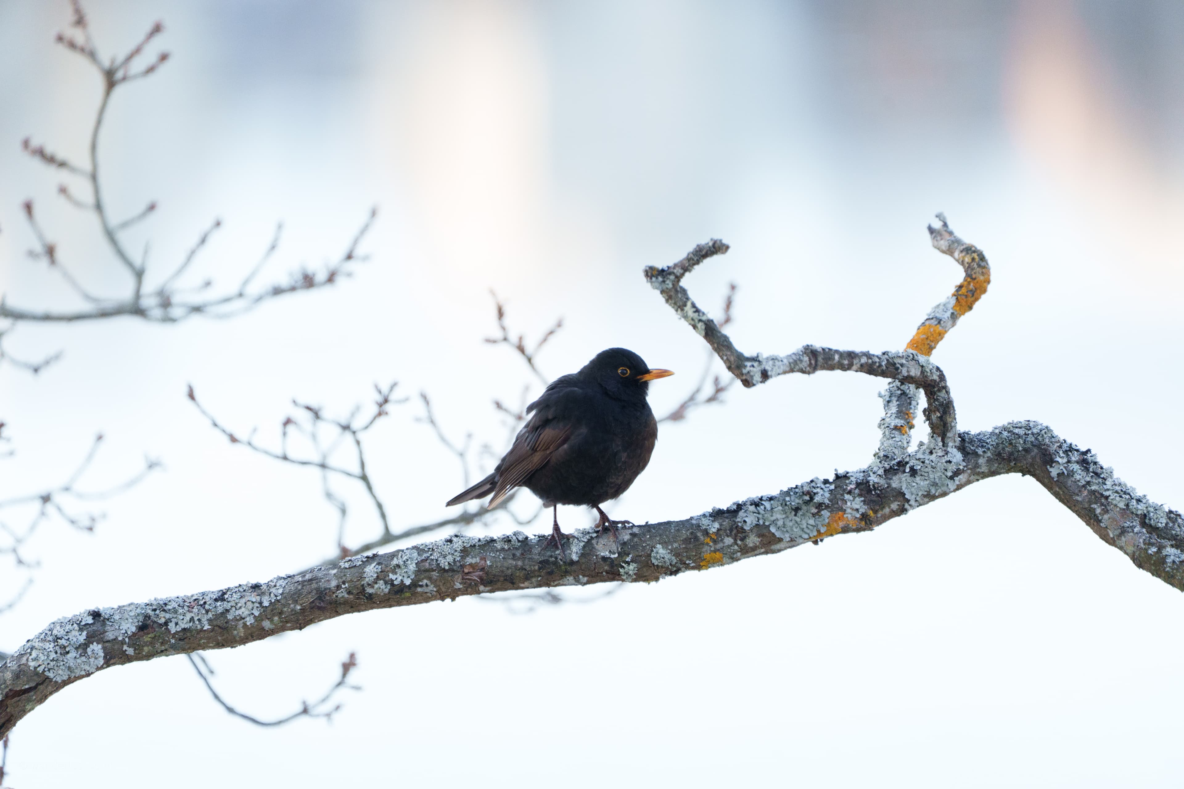 Perching Blackbird - a bird wildlife photograph