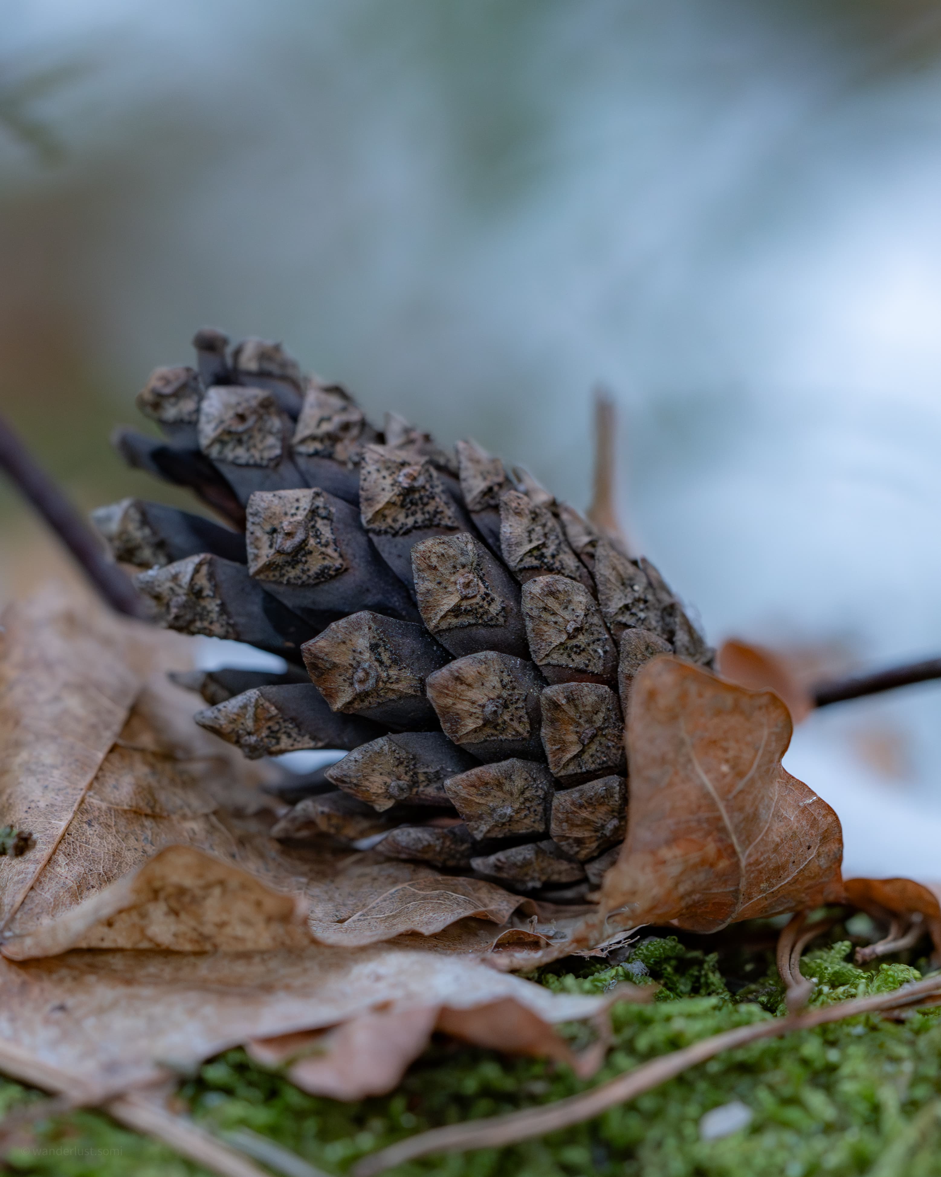 Pine Fruit - a nature macro photograph