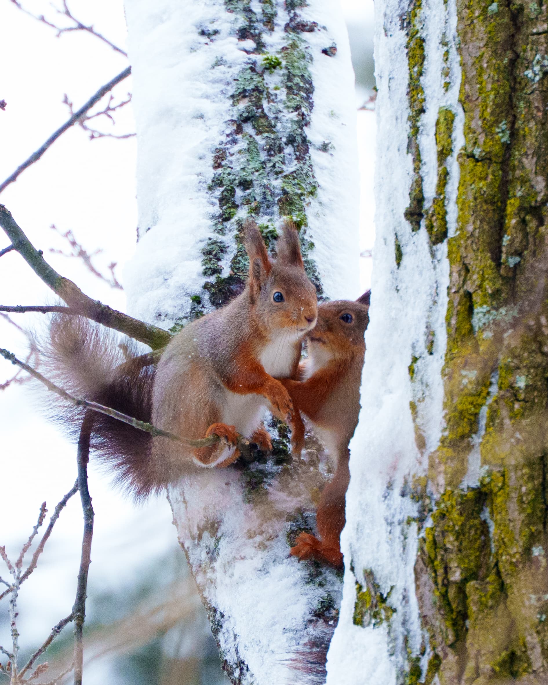 Pondering Squirrels - a wildlife animal photograph