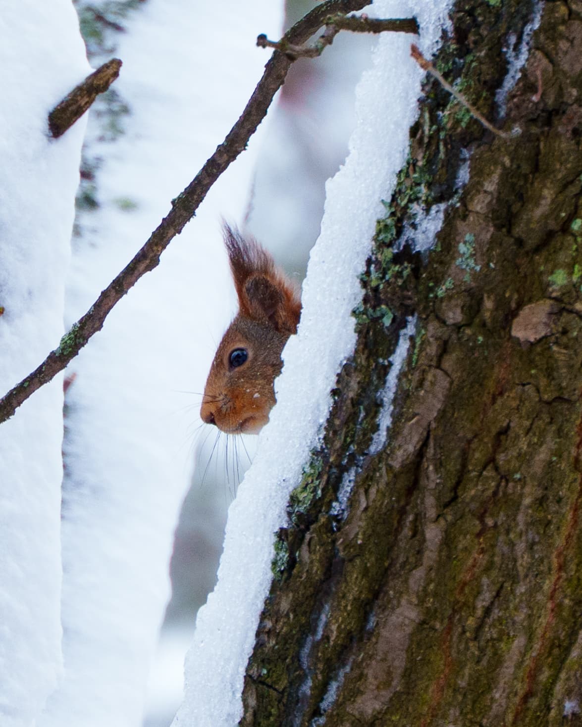 Red Squirrel in Snow Covered Tree - a wildlife winter photograph