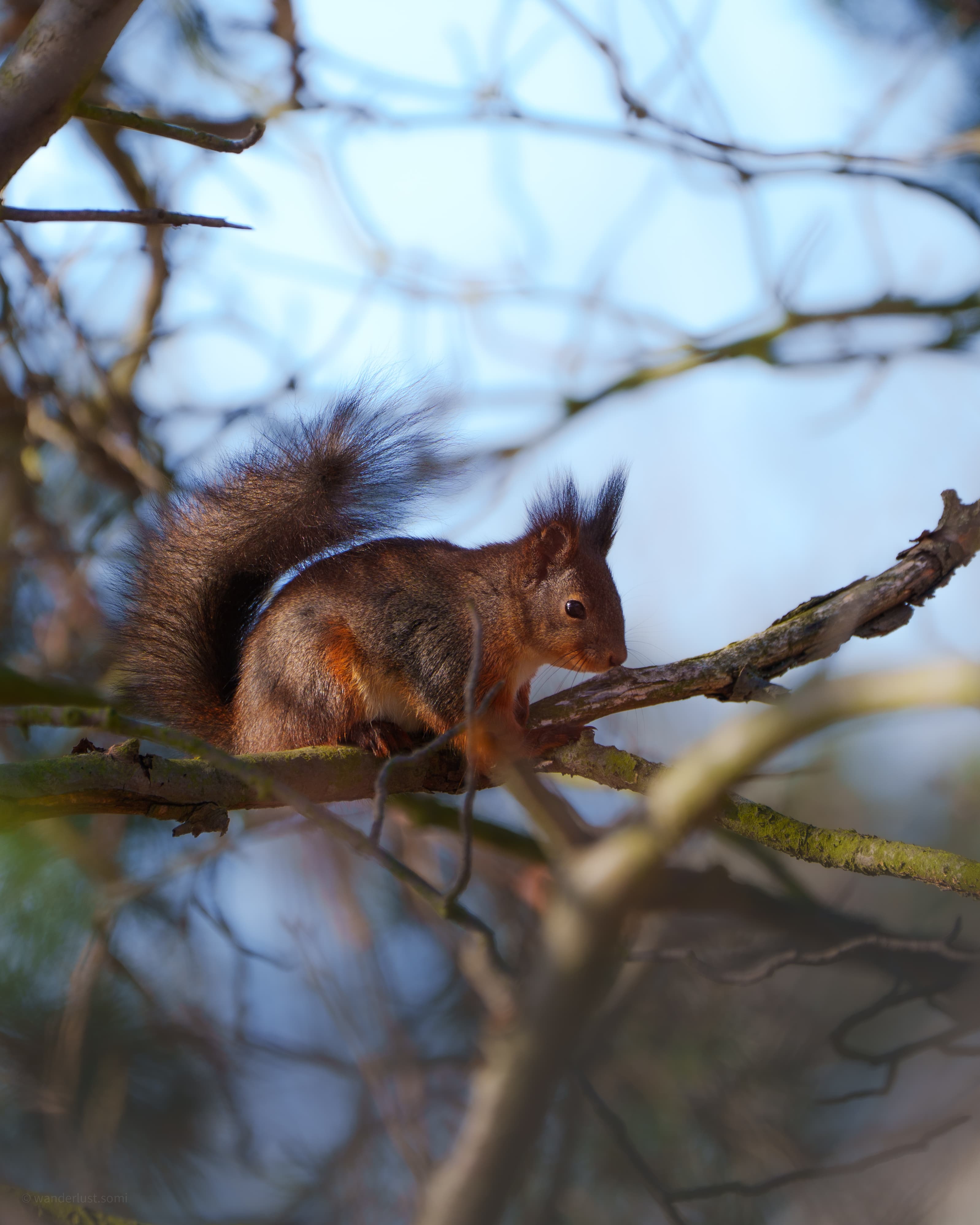 Red Squirrel Wonder - a wildlife animal portrait photograph