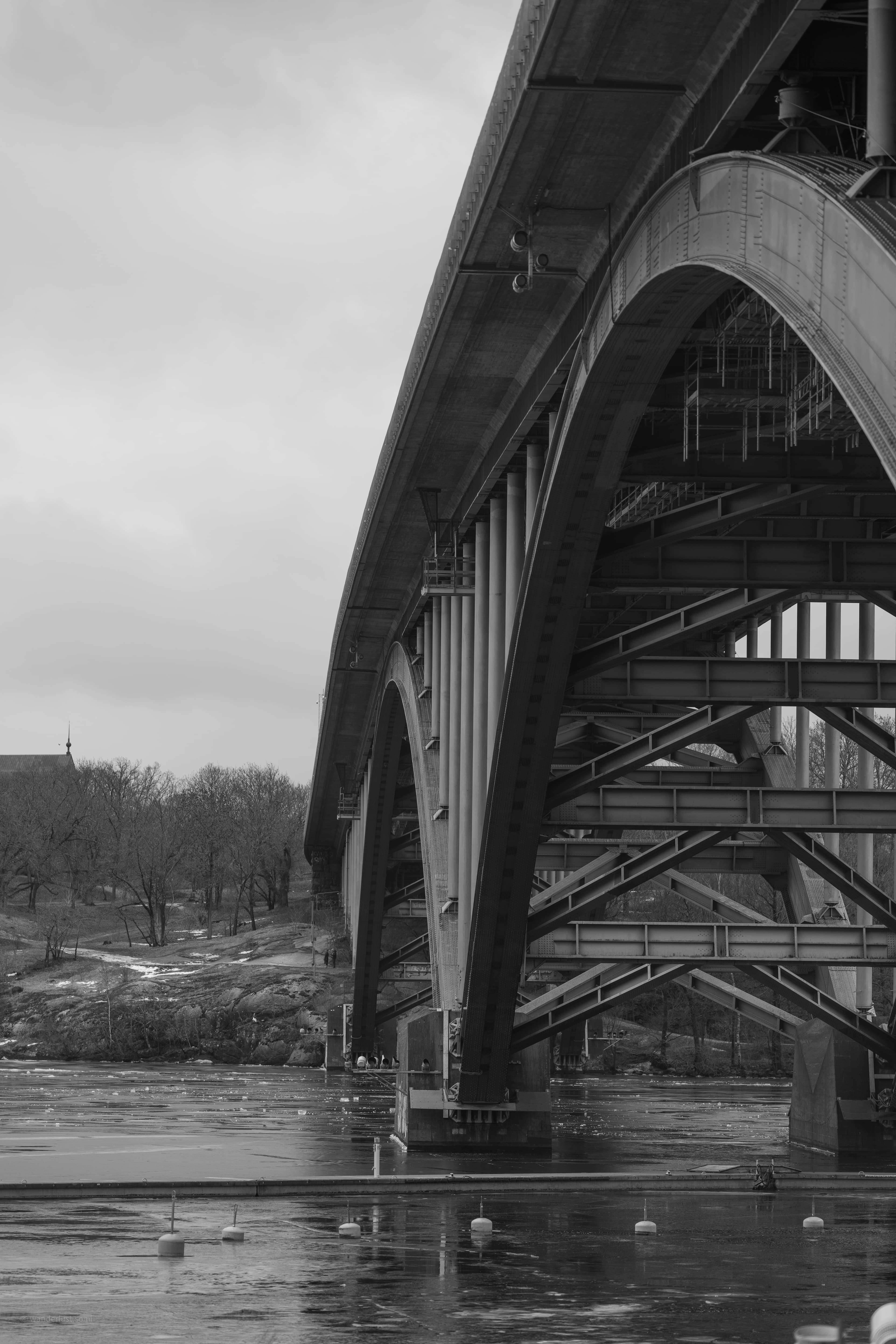 Root of Vesterbron Stockholm - an urban nature photograph