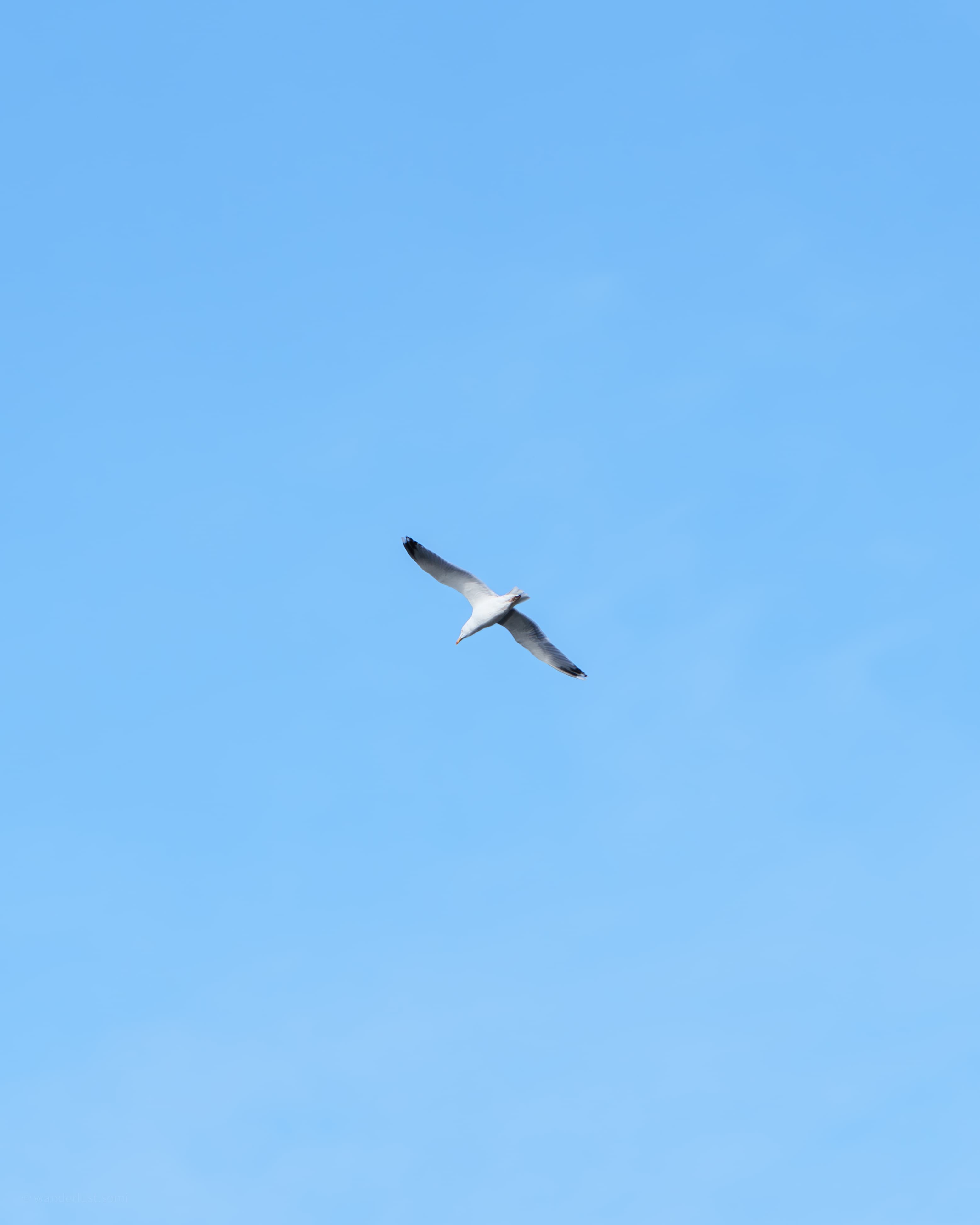 Seagull in Air - a bird in flight wildlife photograph