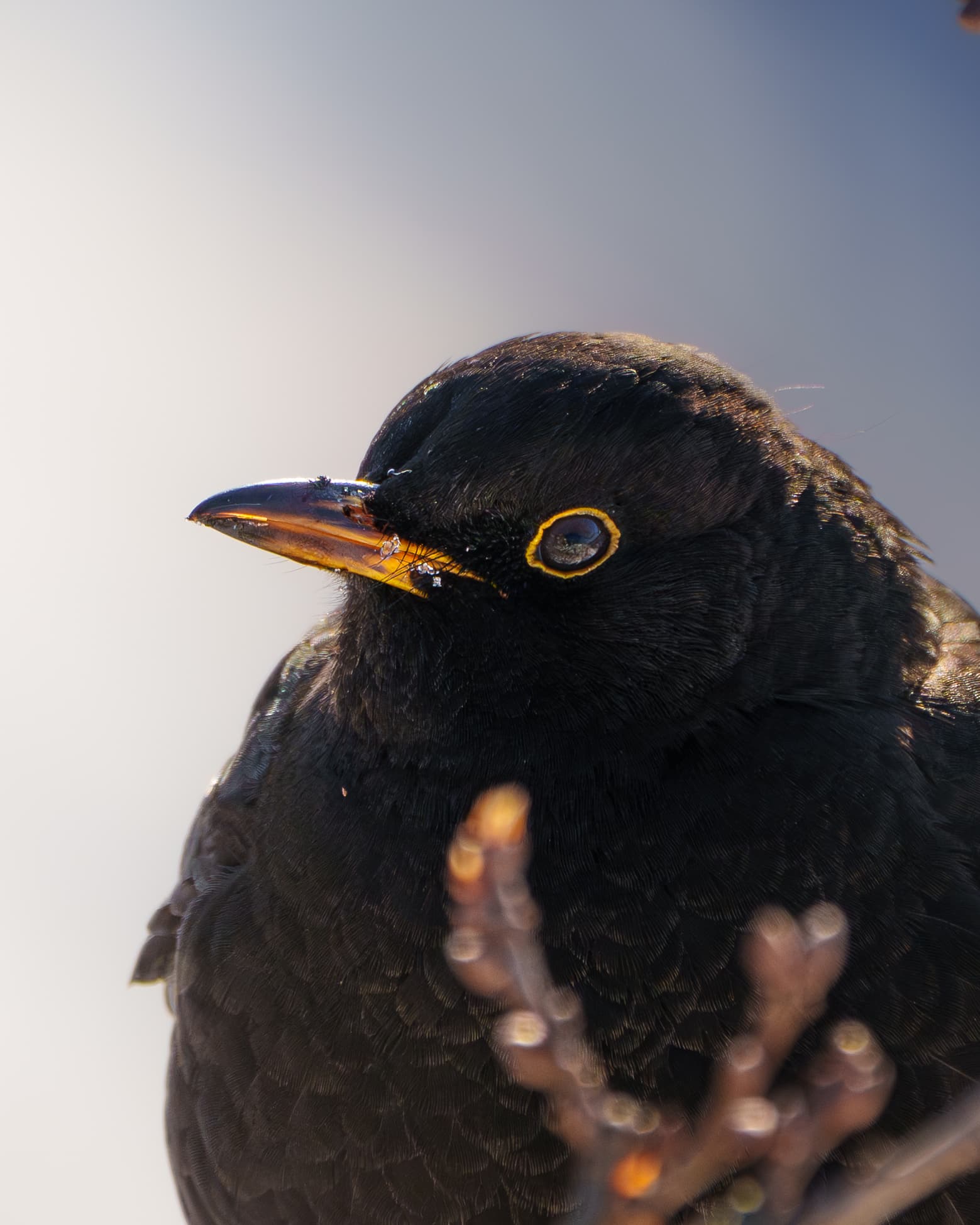 Snoweater Blackbird - a bird wildlife photograph