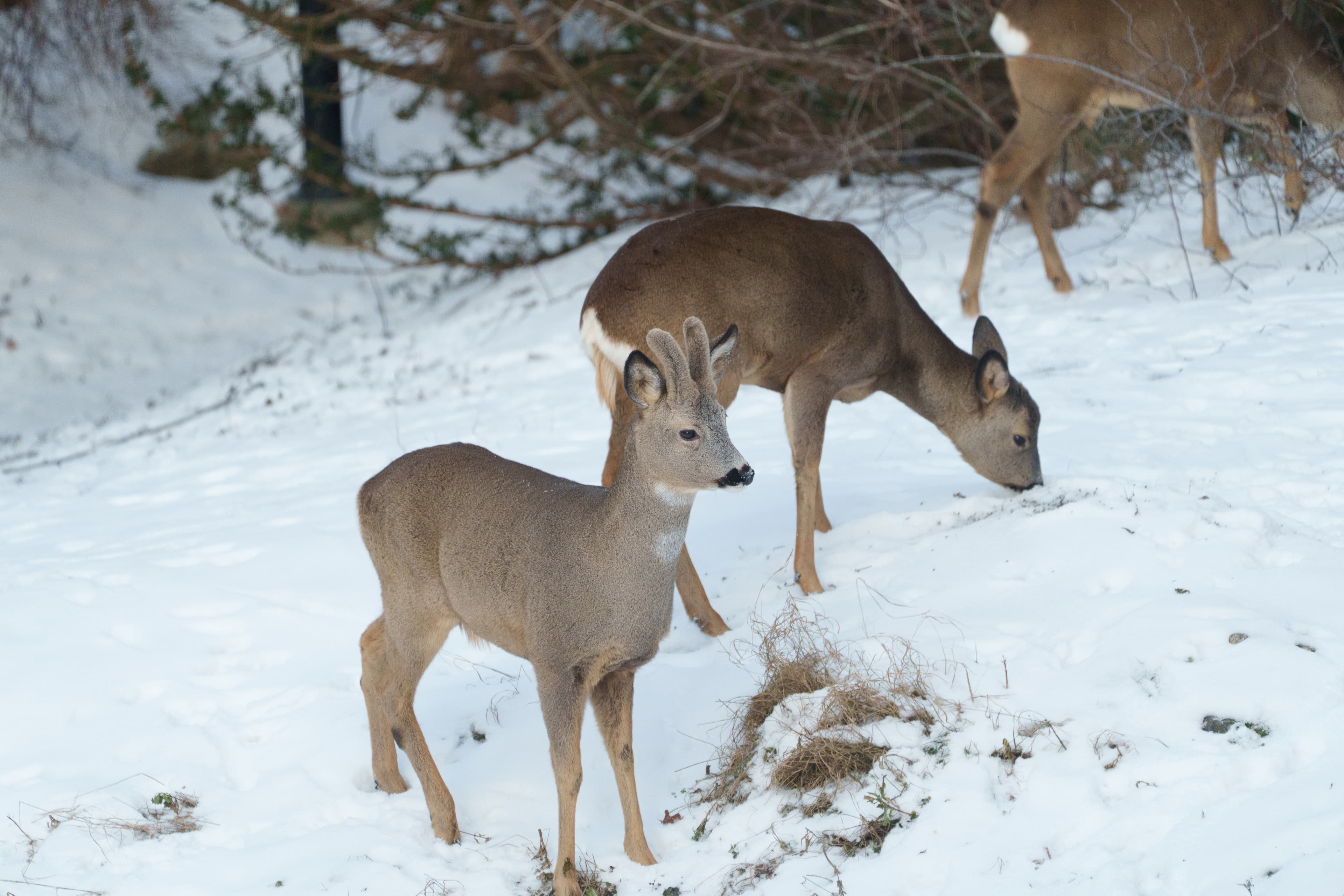 Soft Horn Deer - a wildlife animal photograph