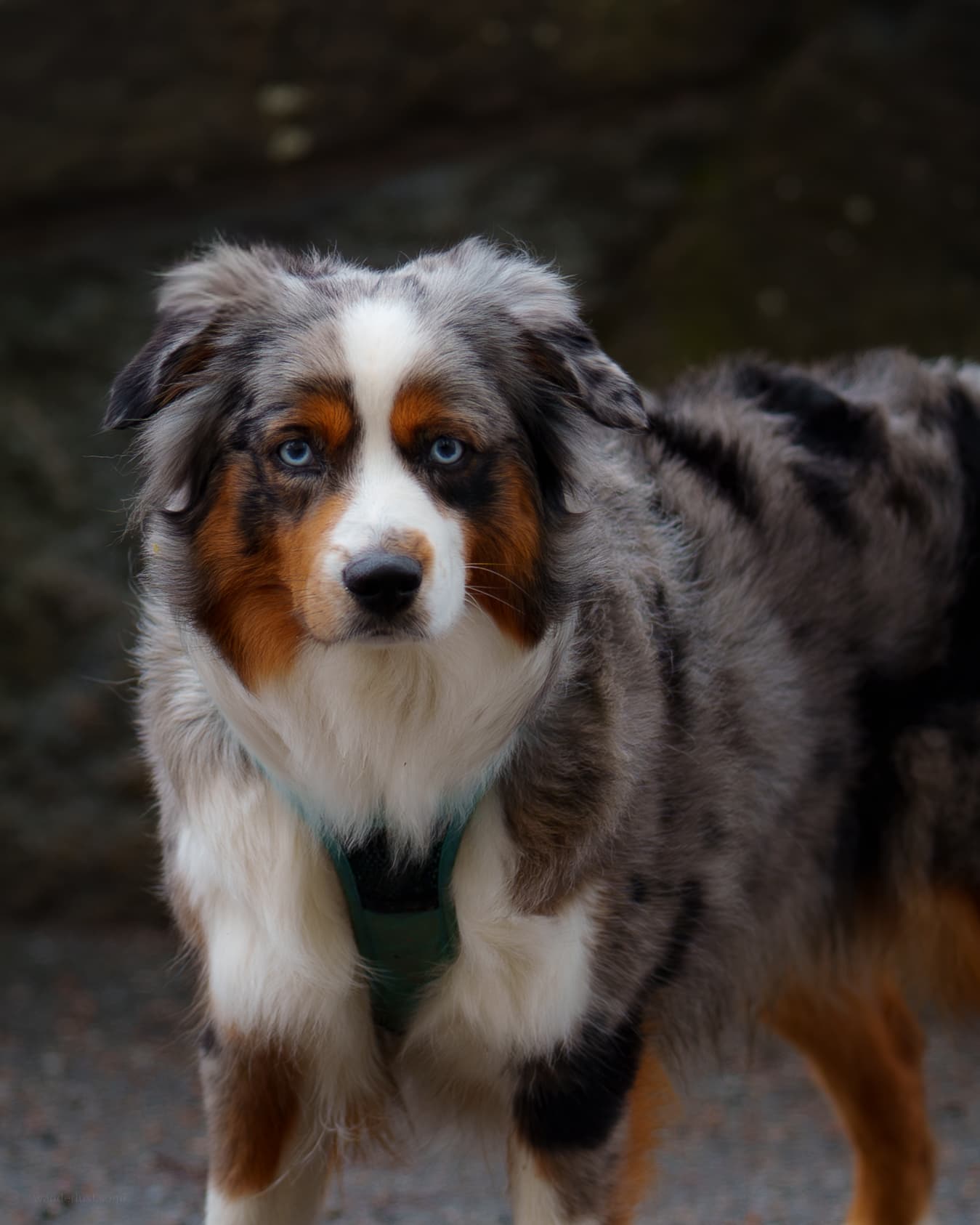 Someone From Australia - a wildlife exotic animal photograph