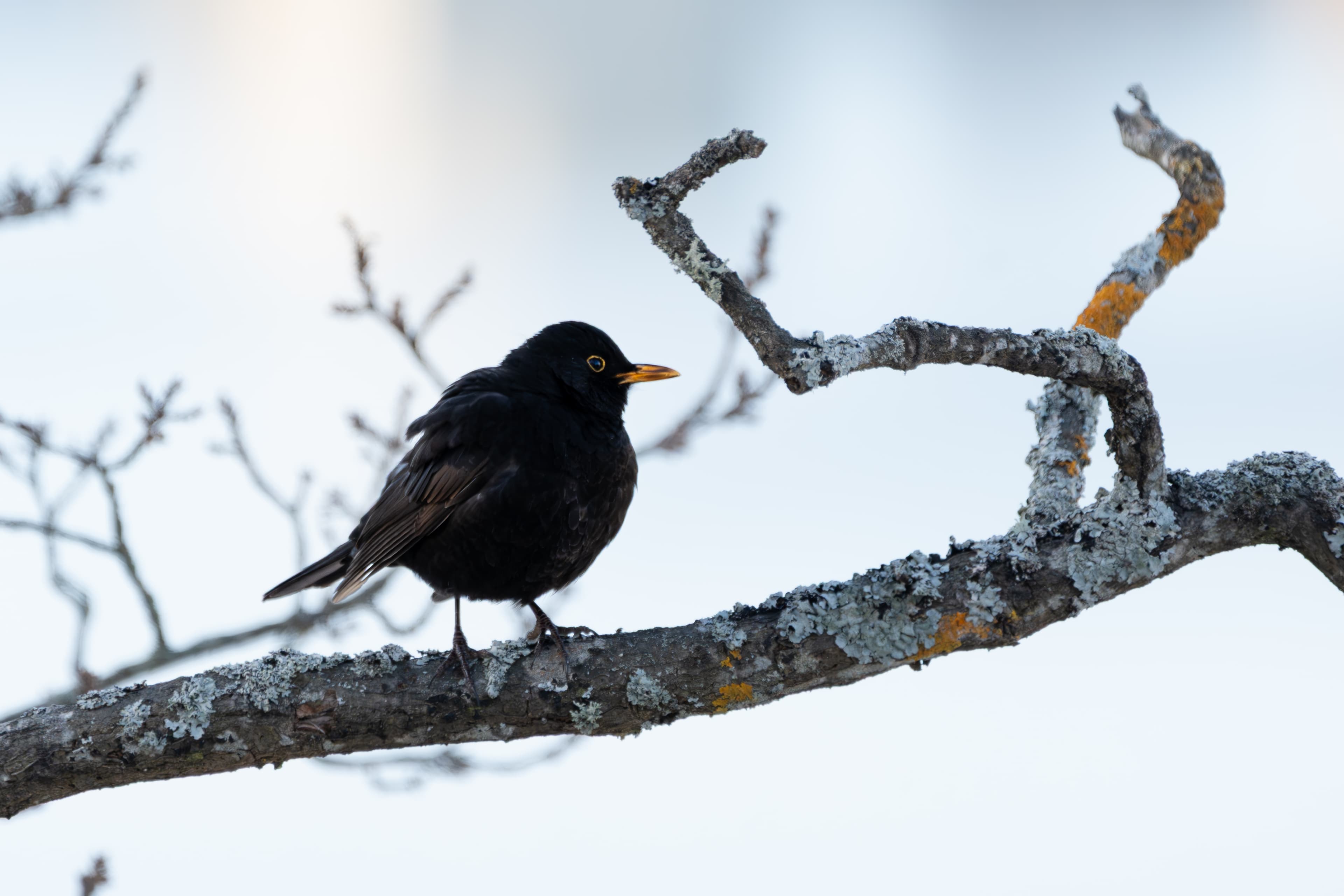 The Blackbird - a bird wildlife photograph