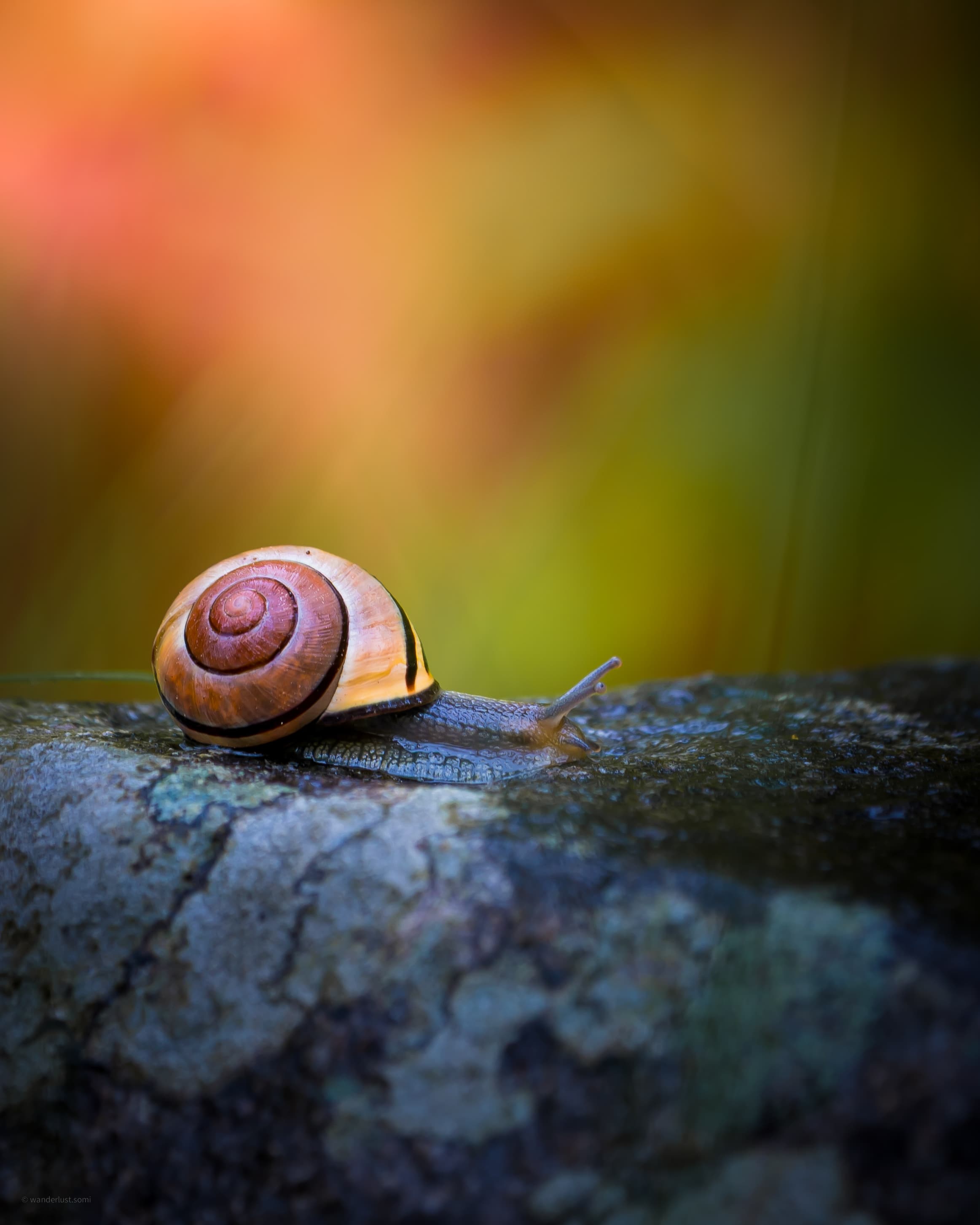 The Slimy Sloth - a wildlife animal photograph