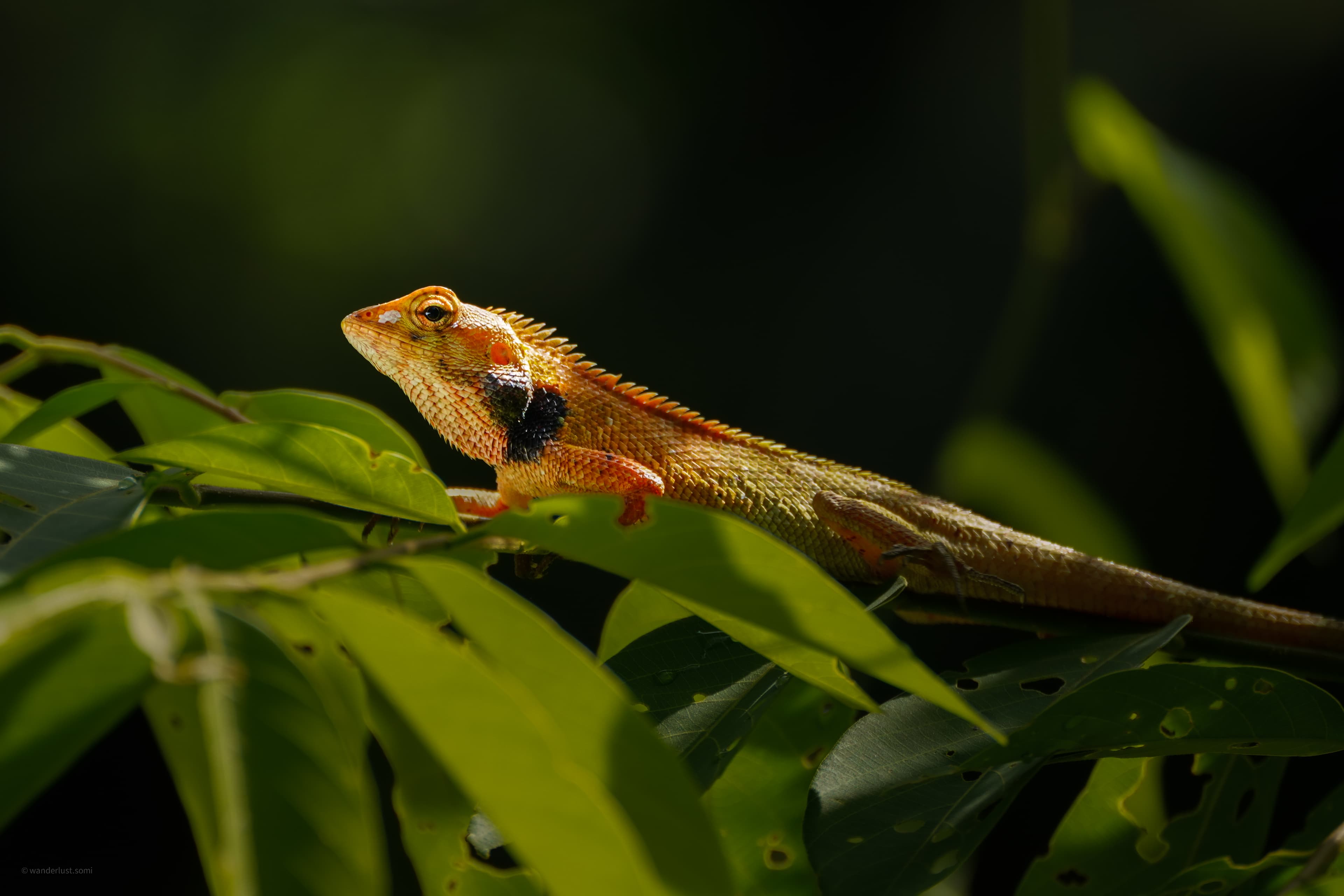 Wild Lizard Chem - a wildlife reptile photograph
