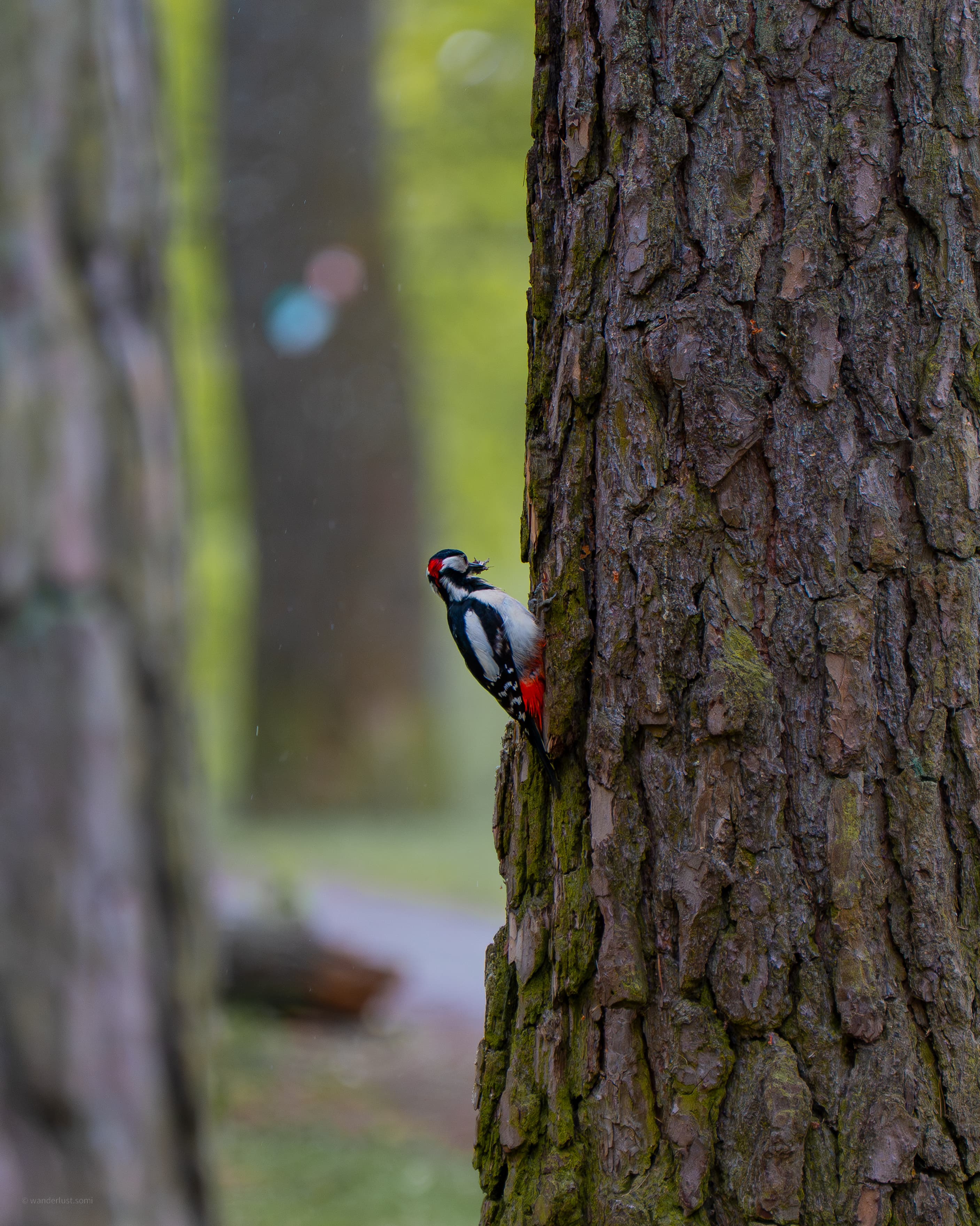 Wood Banger - a bird wildlife photograph