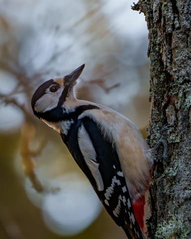 Woody Woodpecker