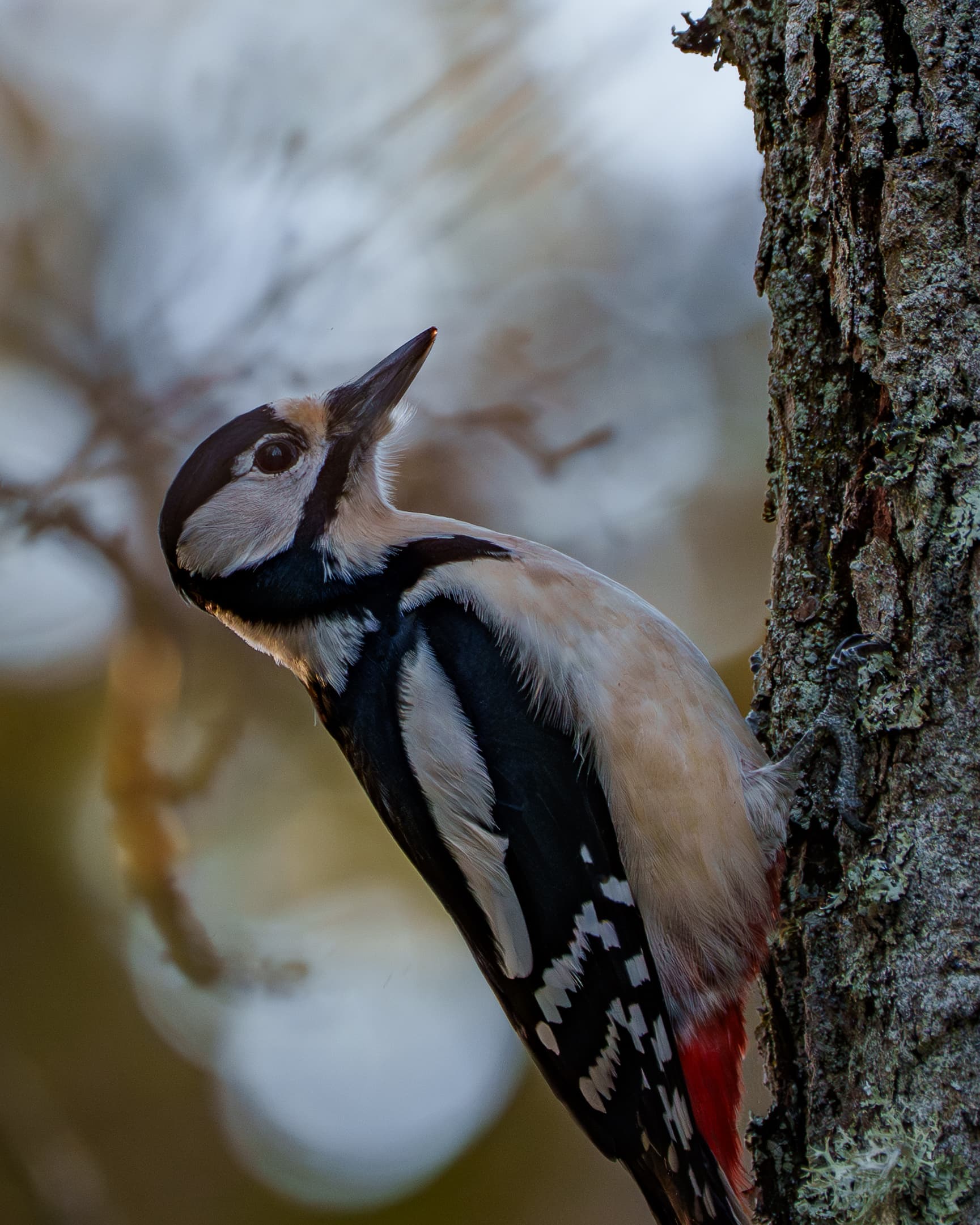 Woody Woodpecker - a bird wildlife photograph
